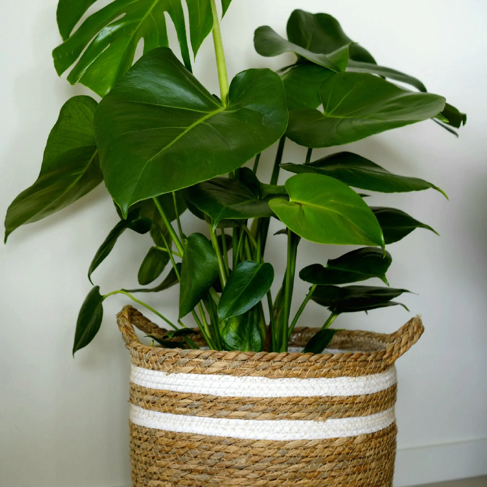 monstera in basket