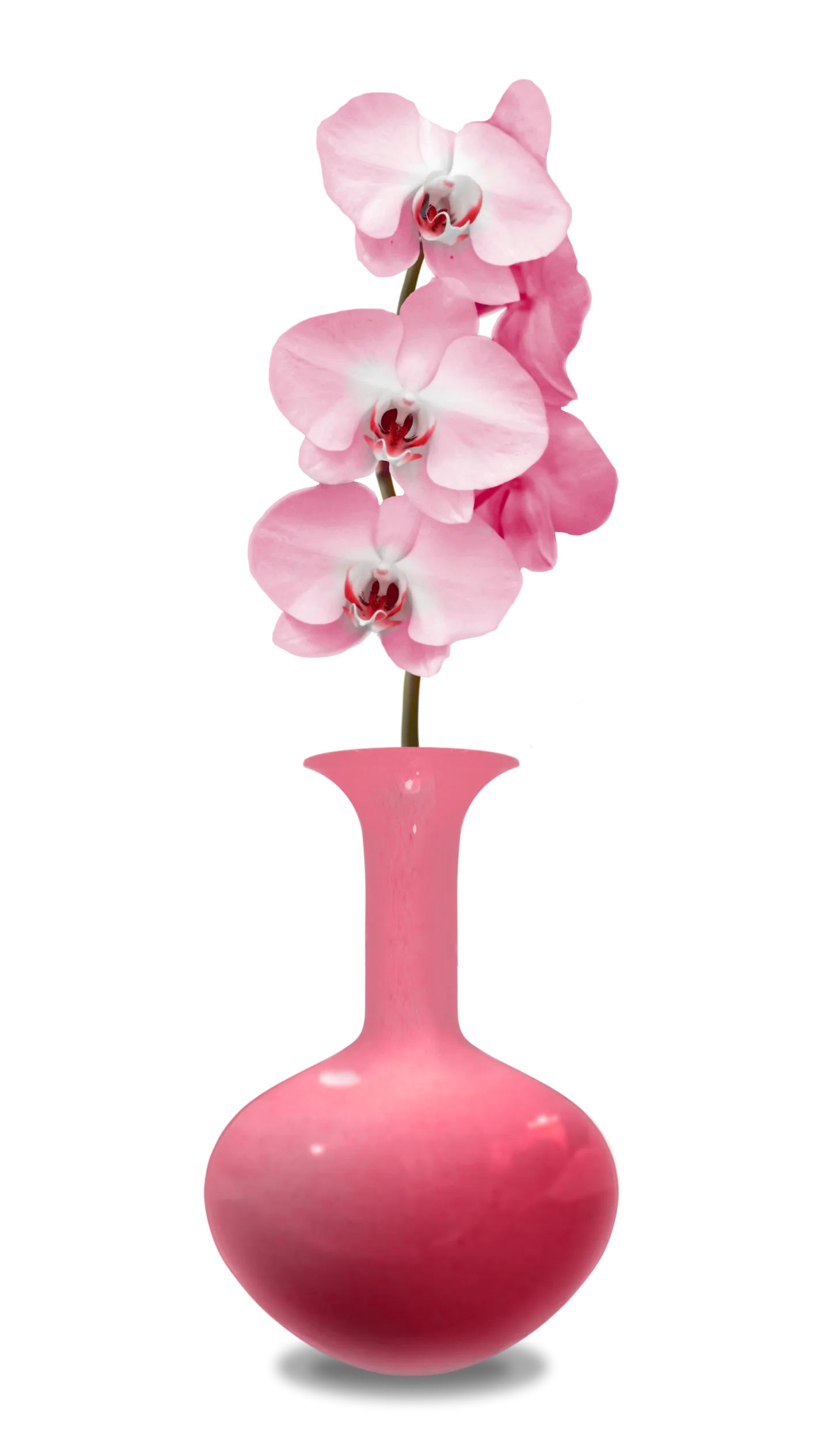 pink-orchid