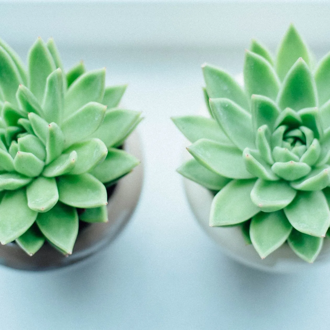 echeveria