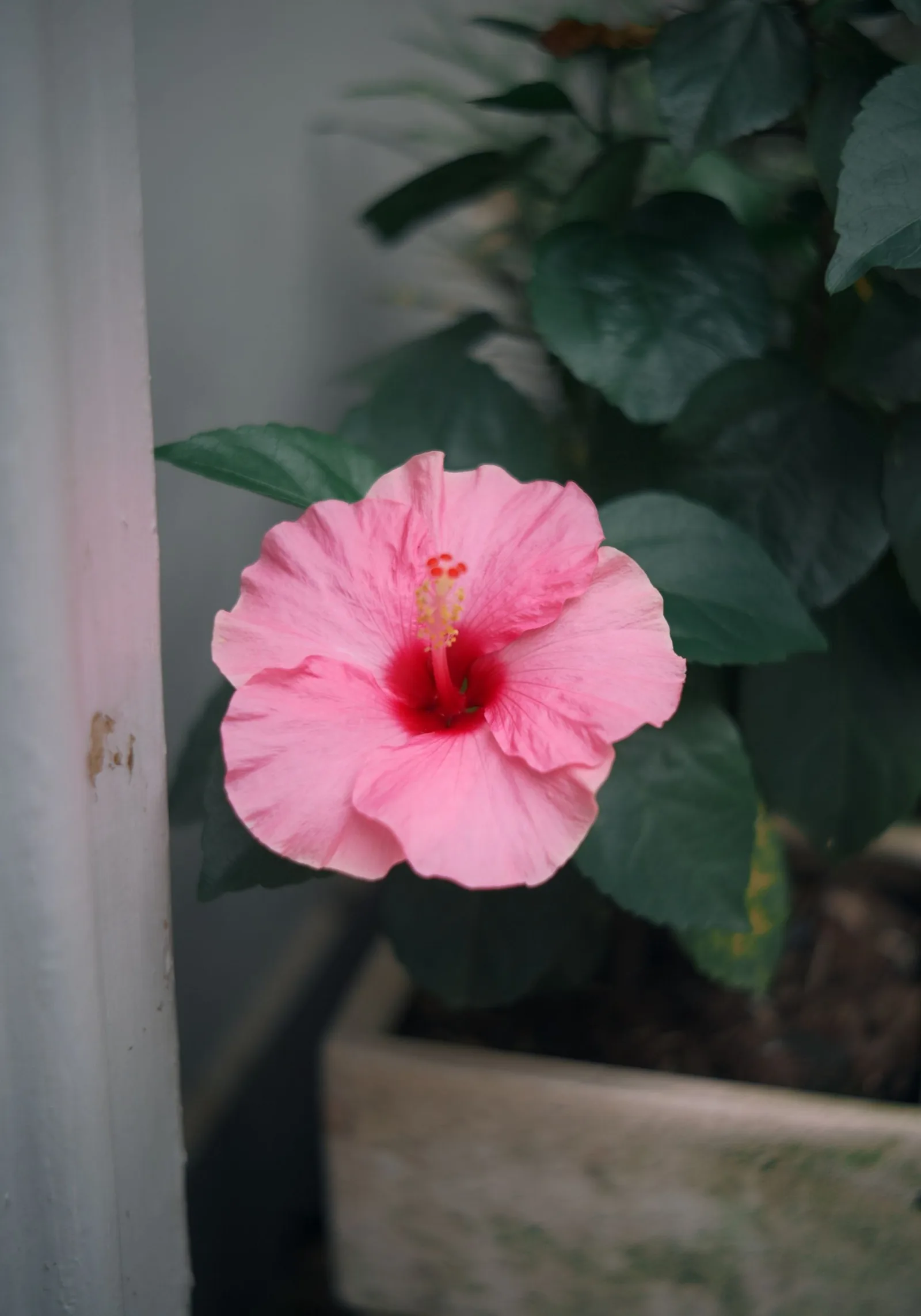 hibiscus