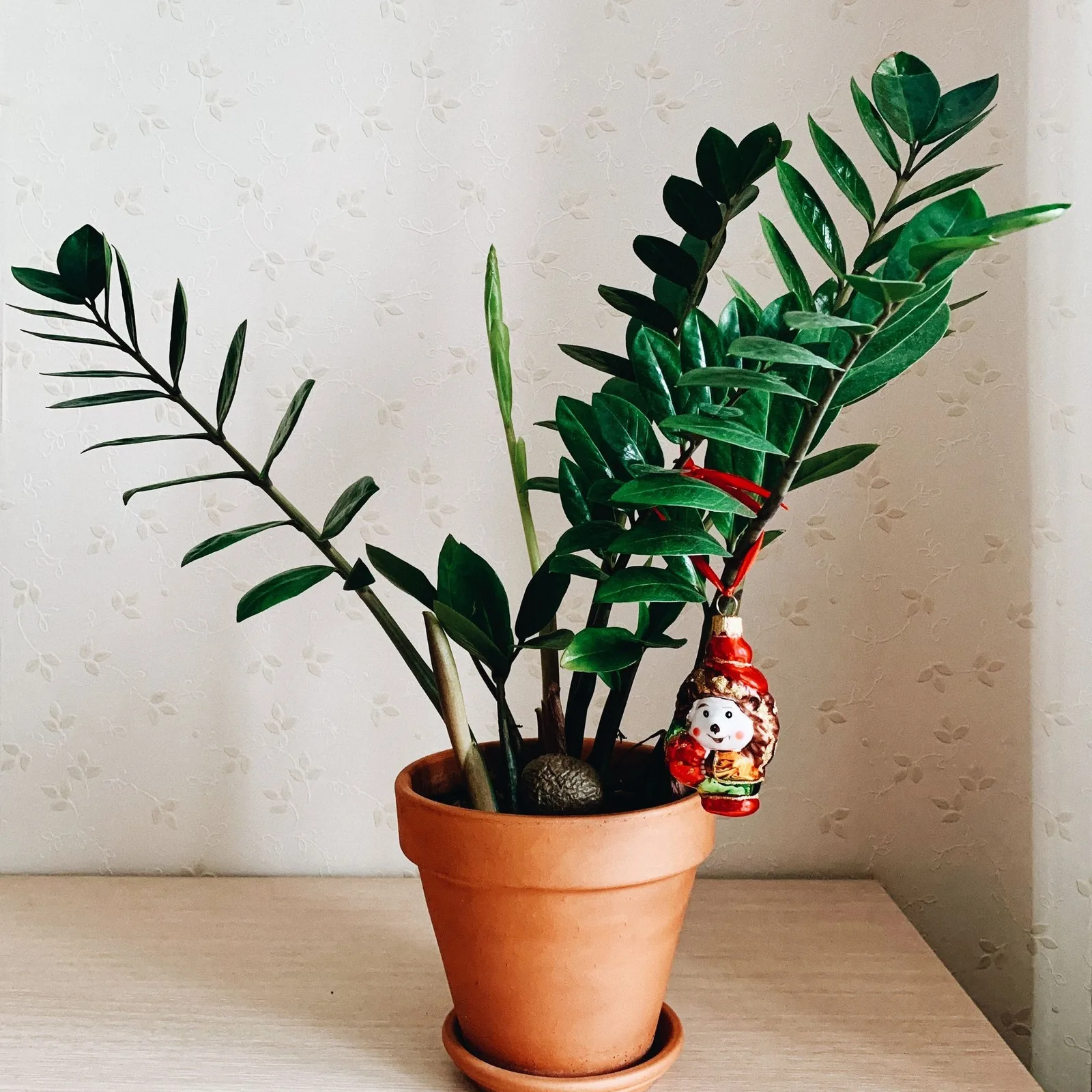 zz plant