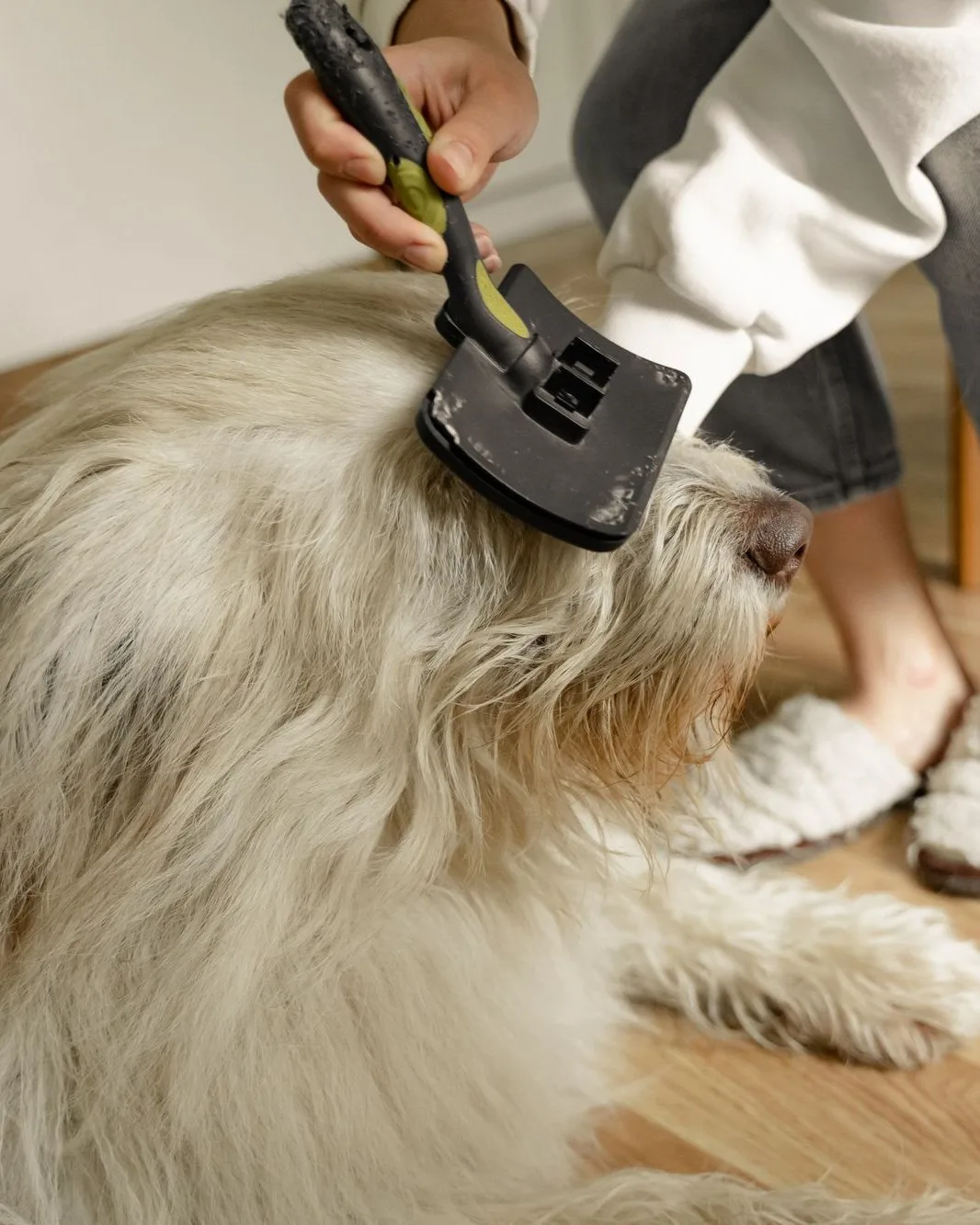 Grooming a fluffy dog