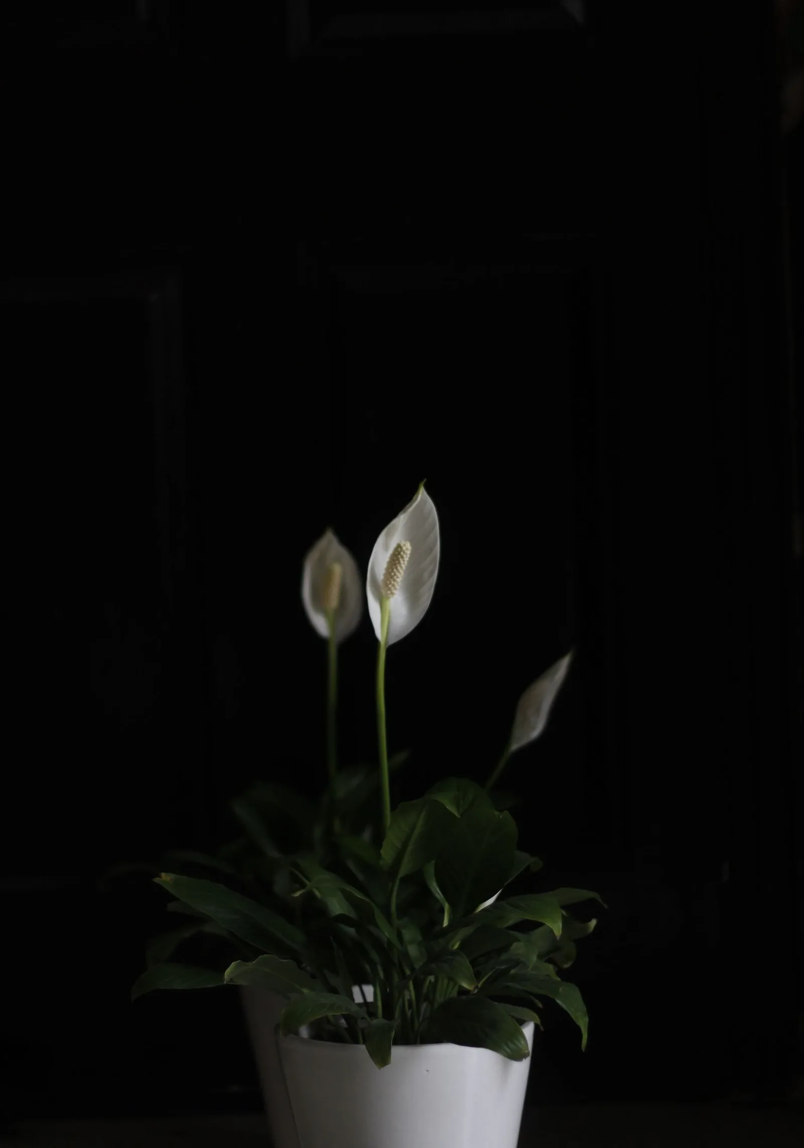 peace lily