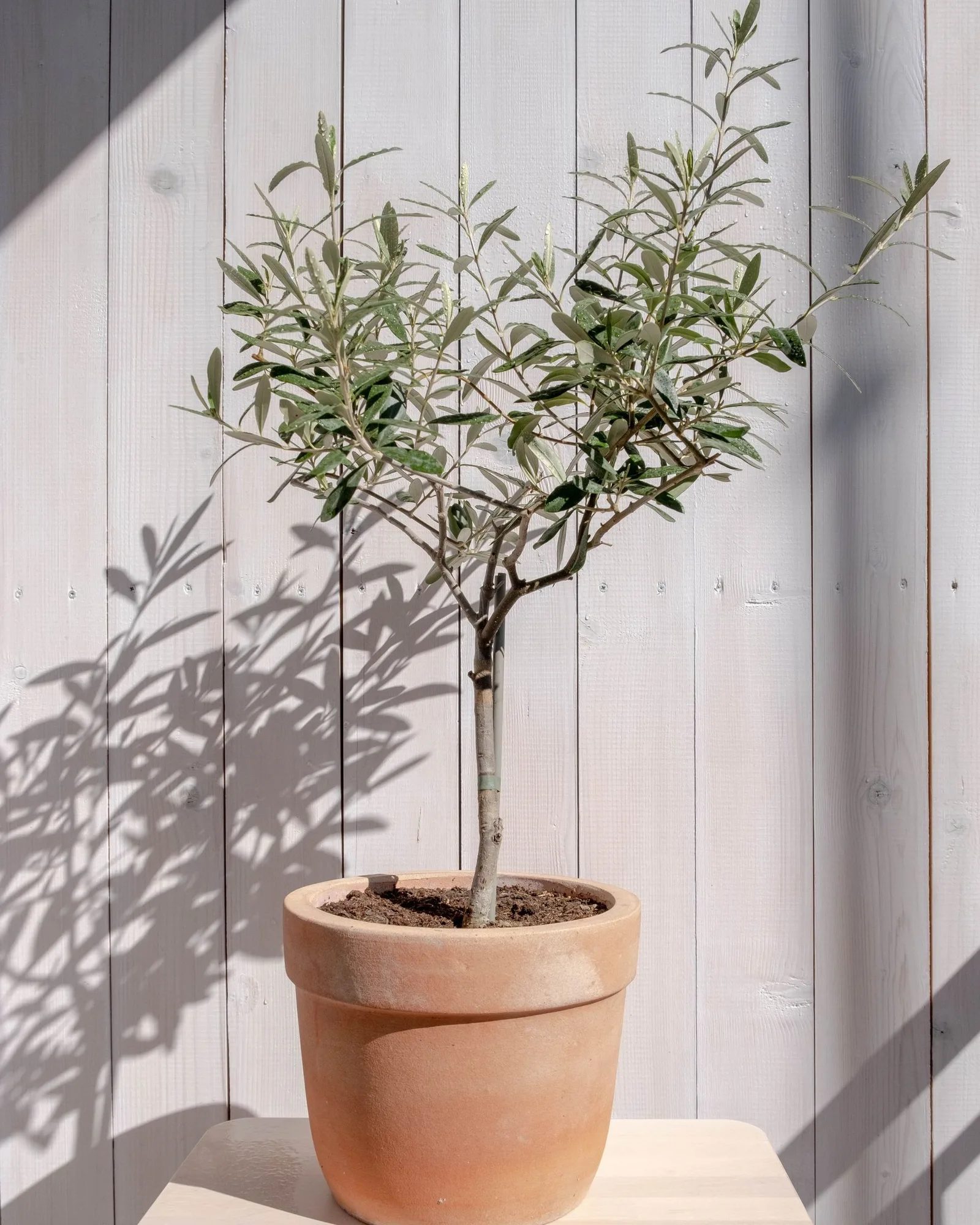 Outdoor plants