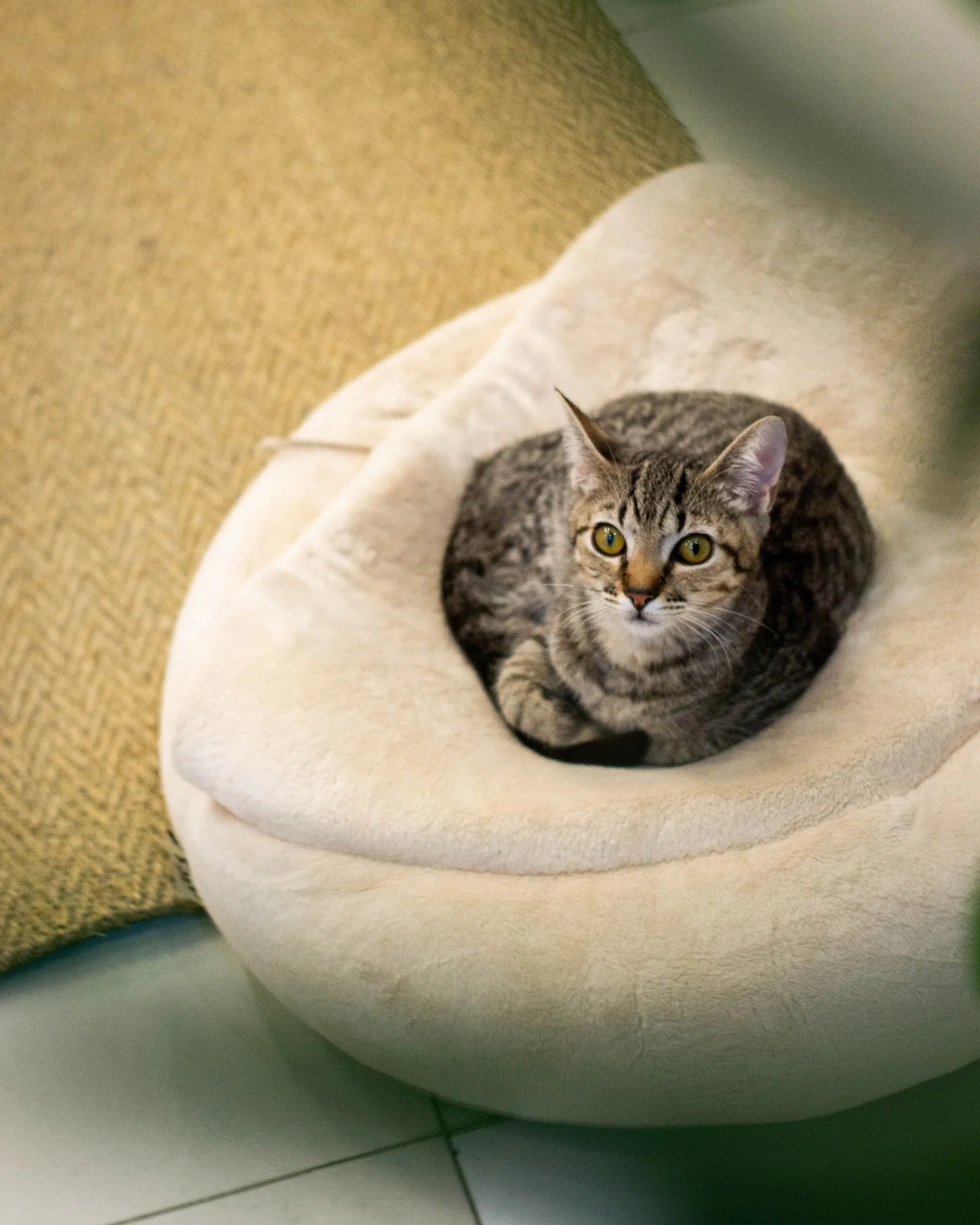 Tabby cat in a round bed
