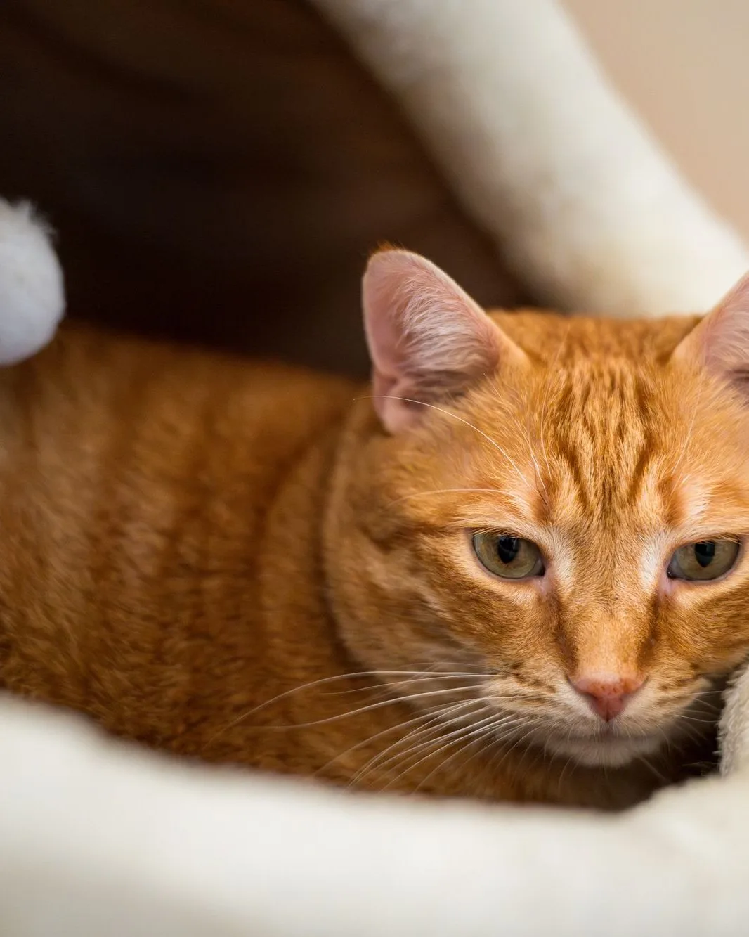 Ginger cat in the bed