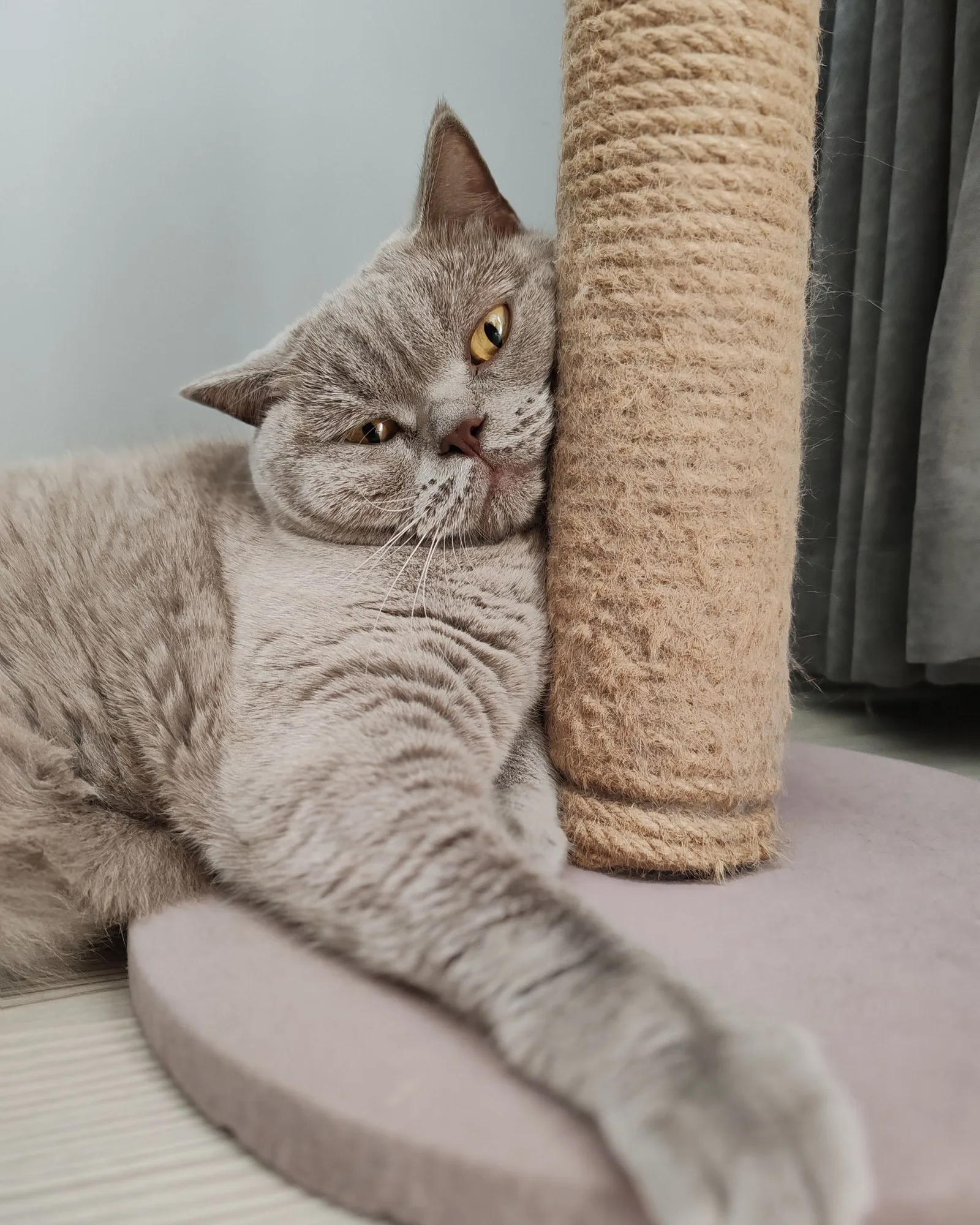 British Shorthair against the post