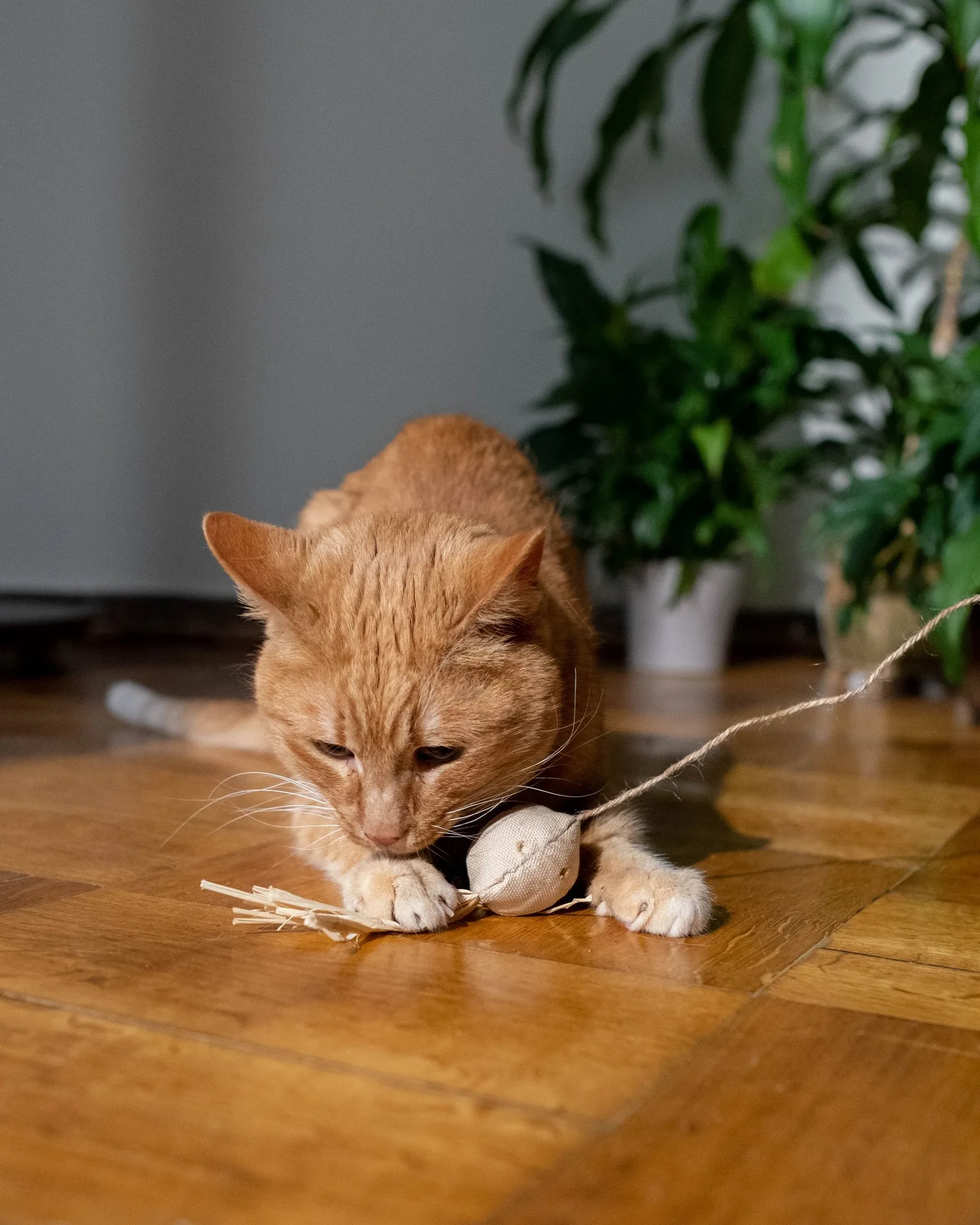 Ginger cat playing with a wool ball