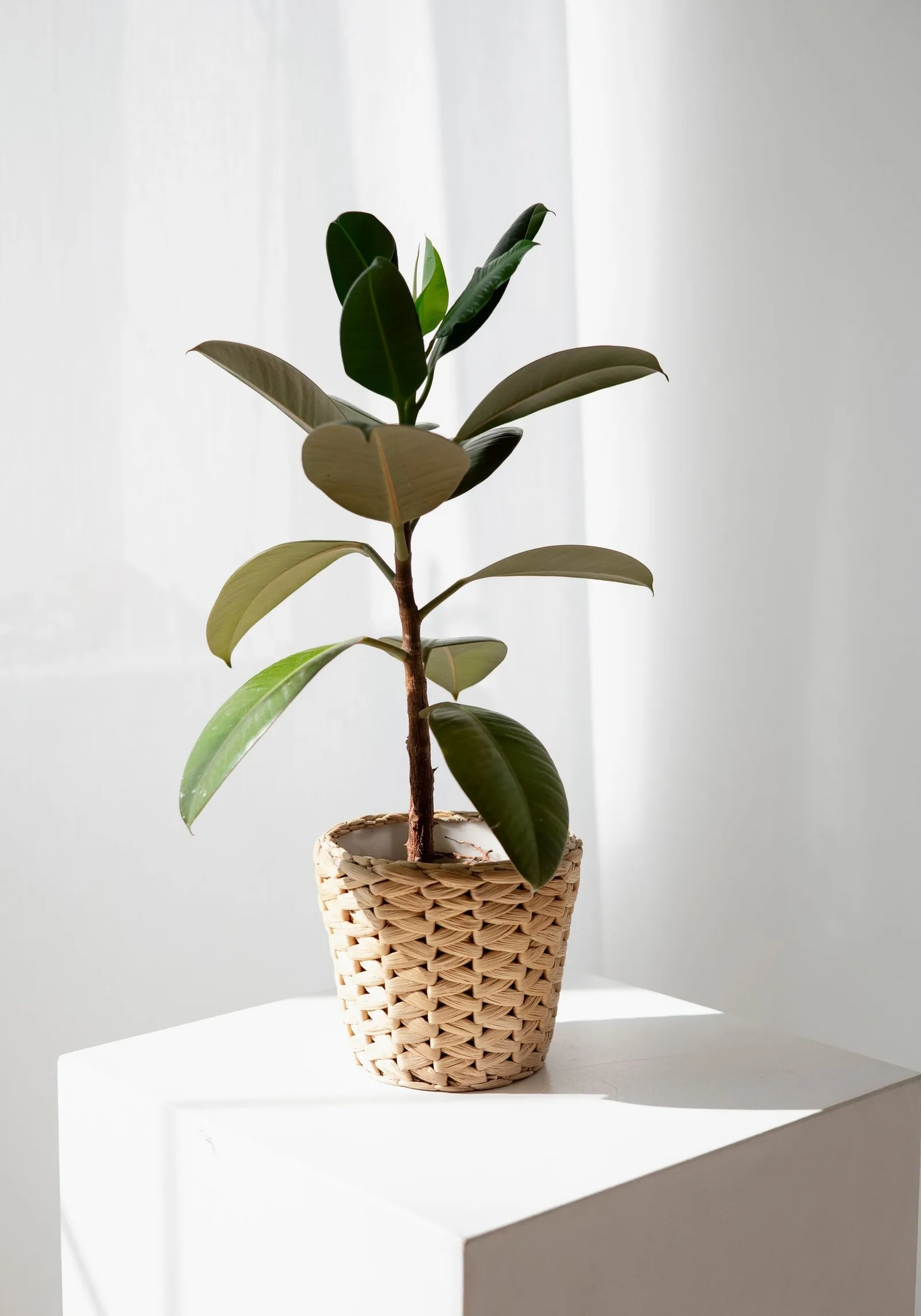 rubber plant