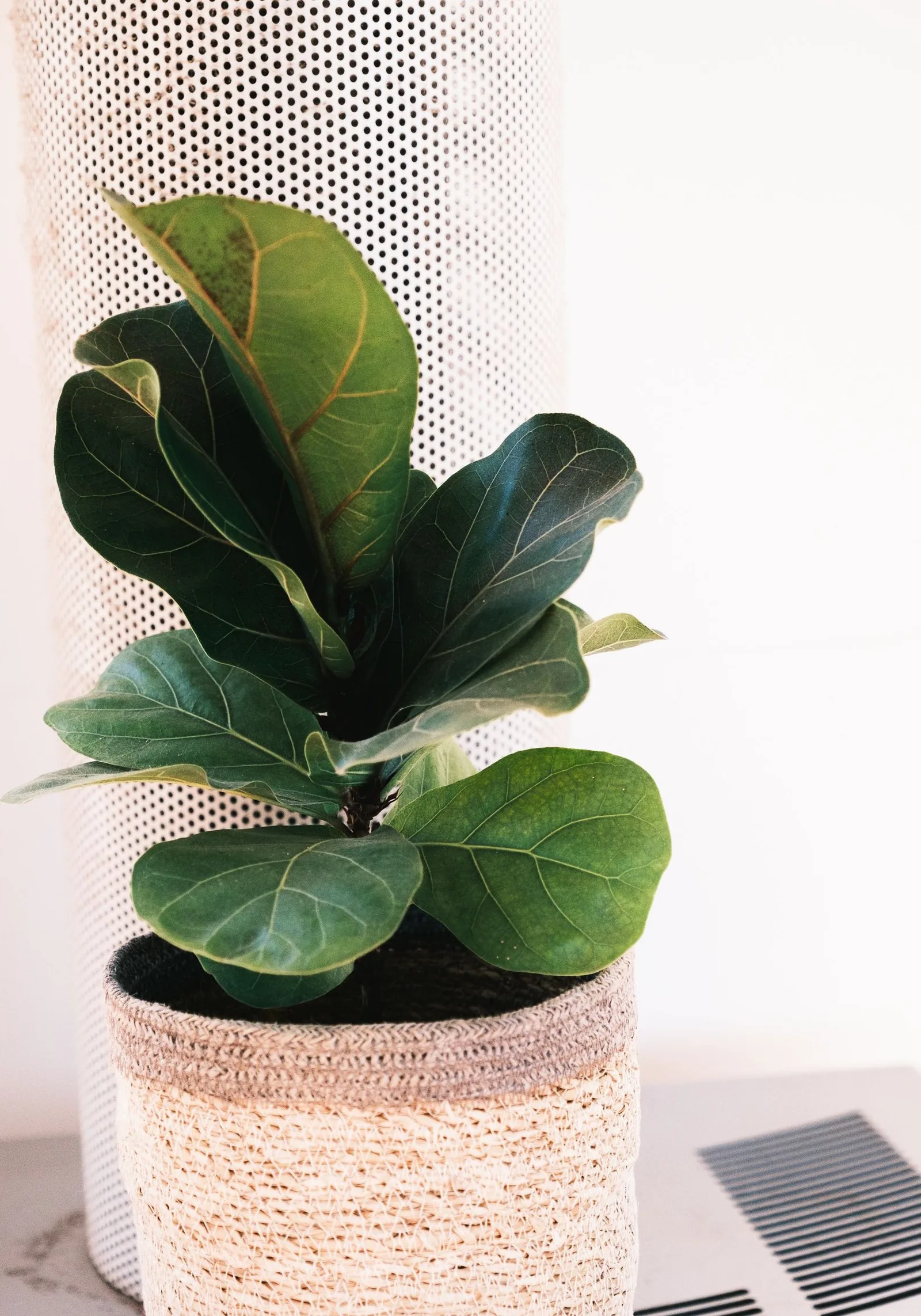 fiddle leaf fig