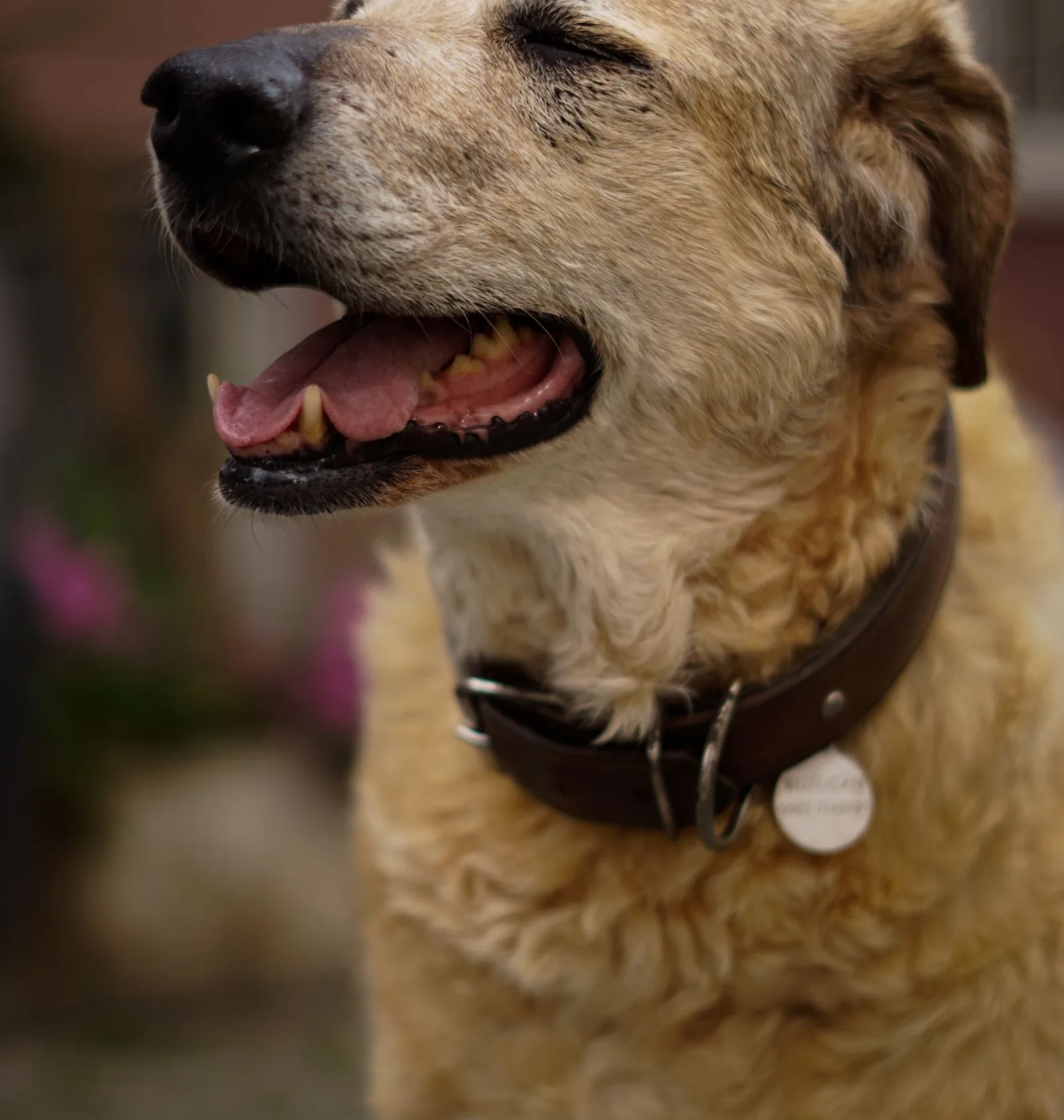 Collars & leads