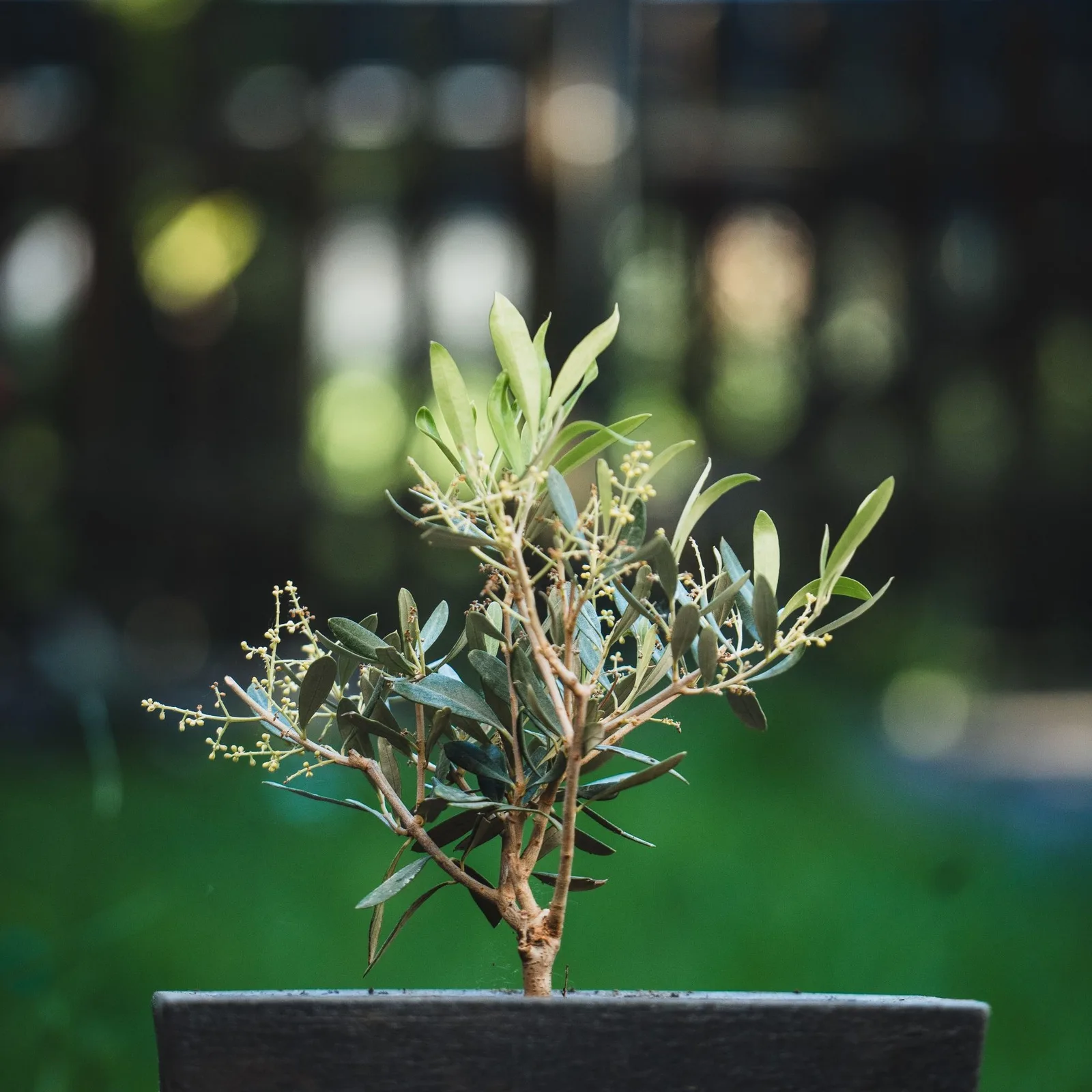 olive tree