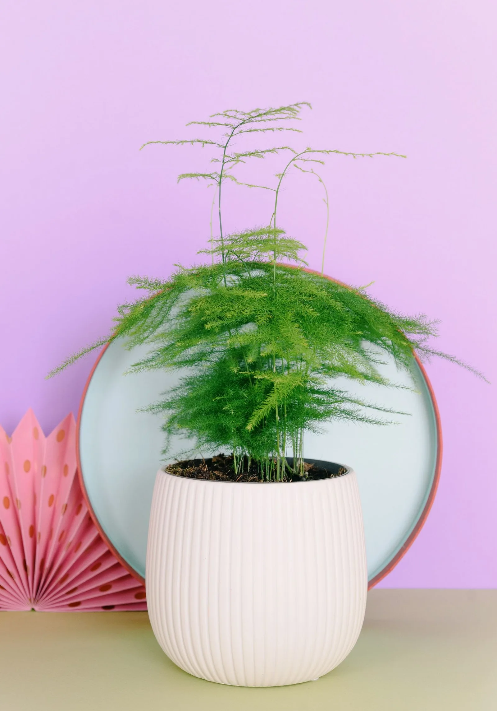 ceramic planter