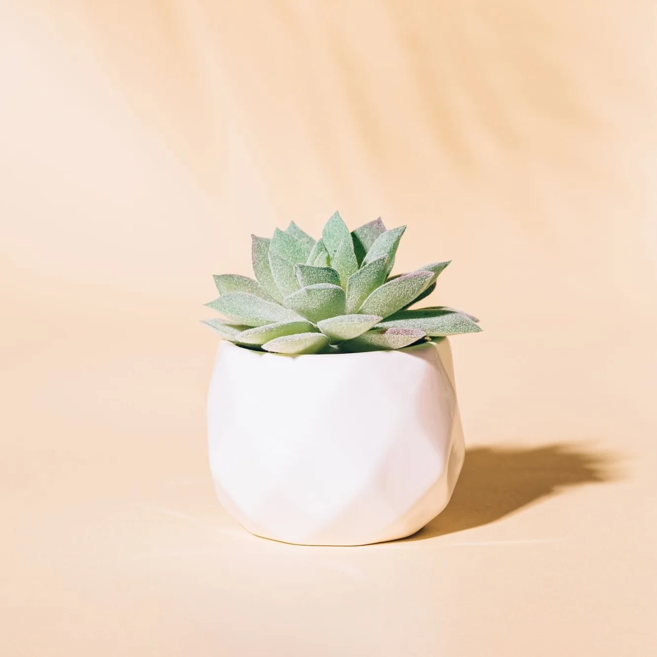echeveria