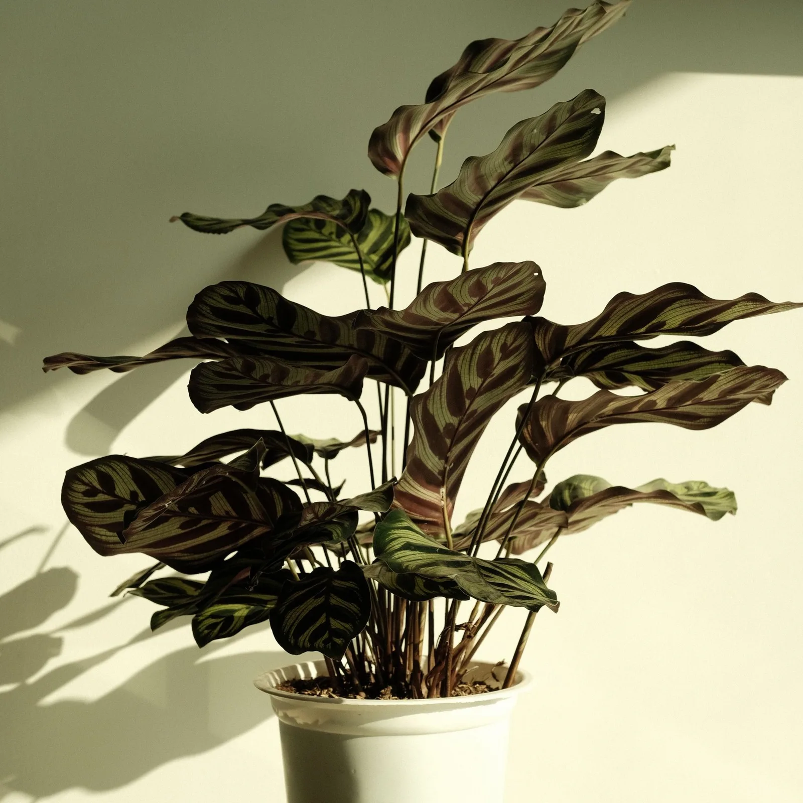 peacock calathea