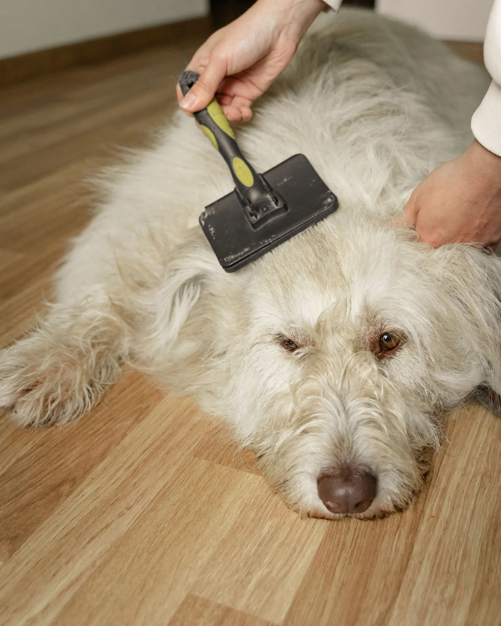 Brushing a white dog with a slicker brush