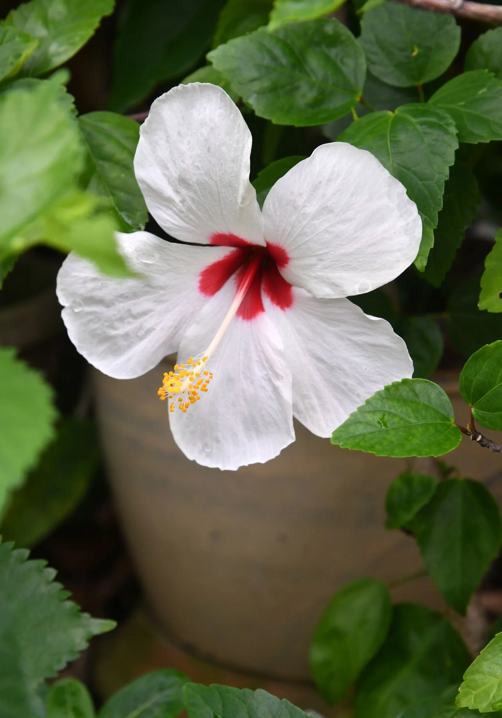 hibiscus