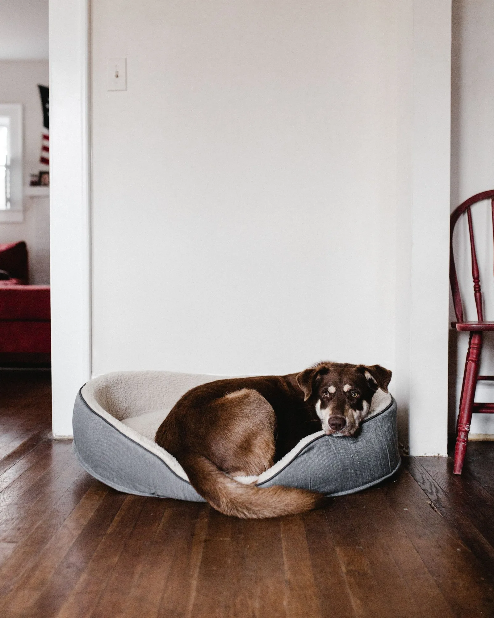 Dog resting in a cushioned bed