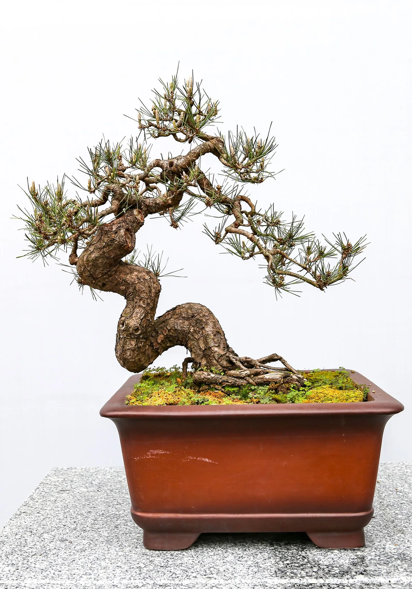 bonsai tree