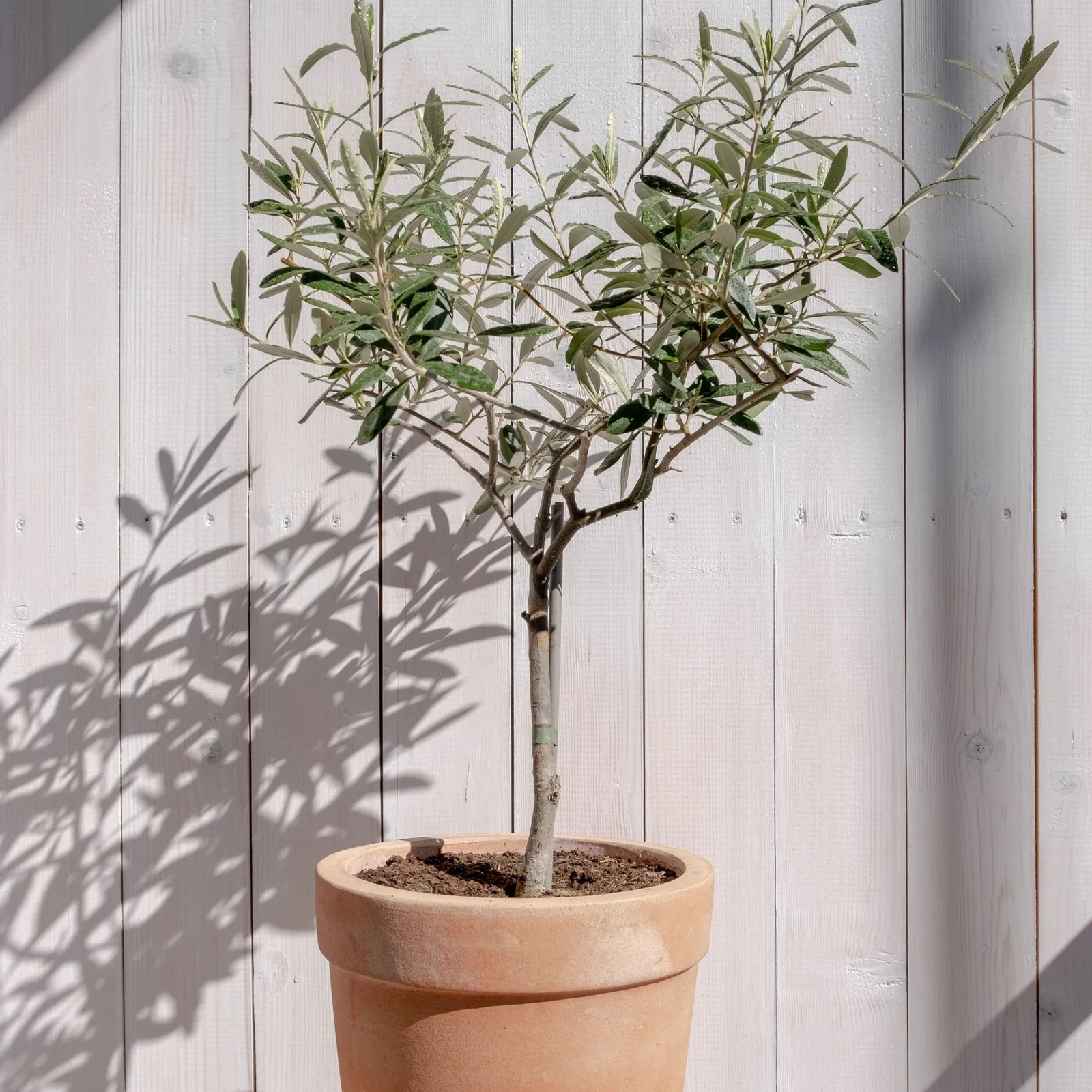 olive tree