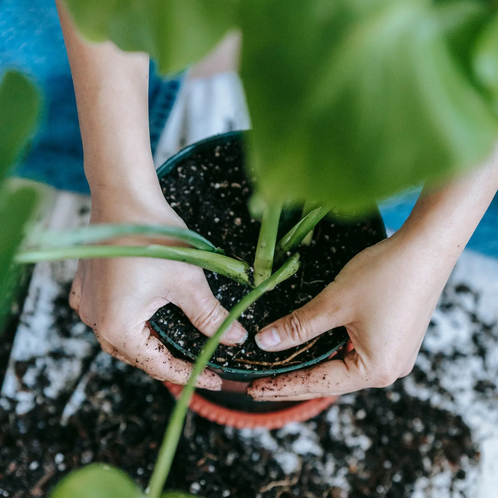 Repotting made simple: when and how to give roots room