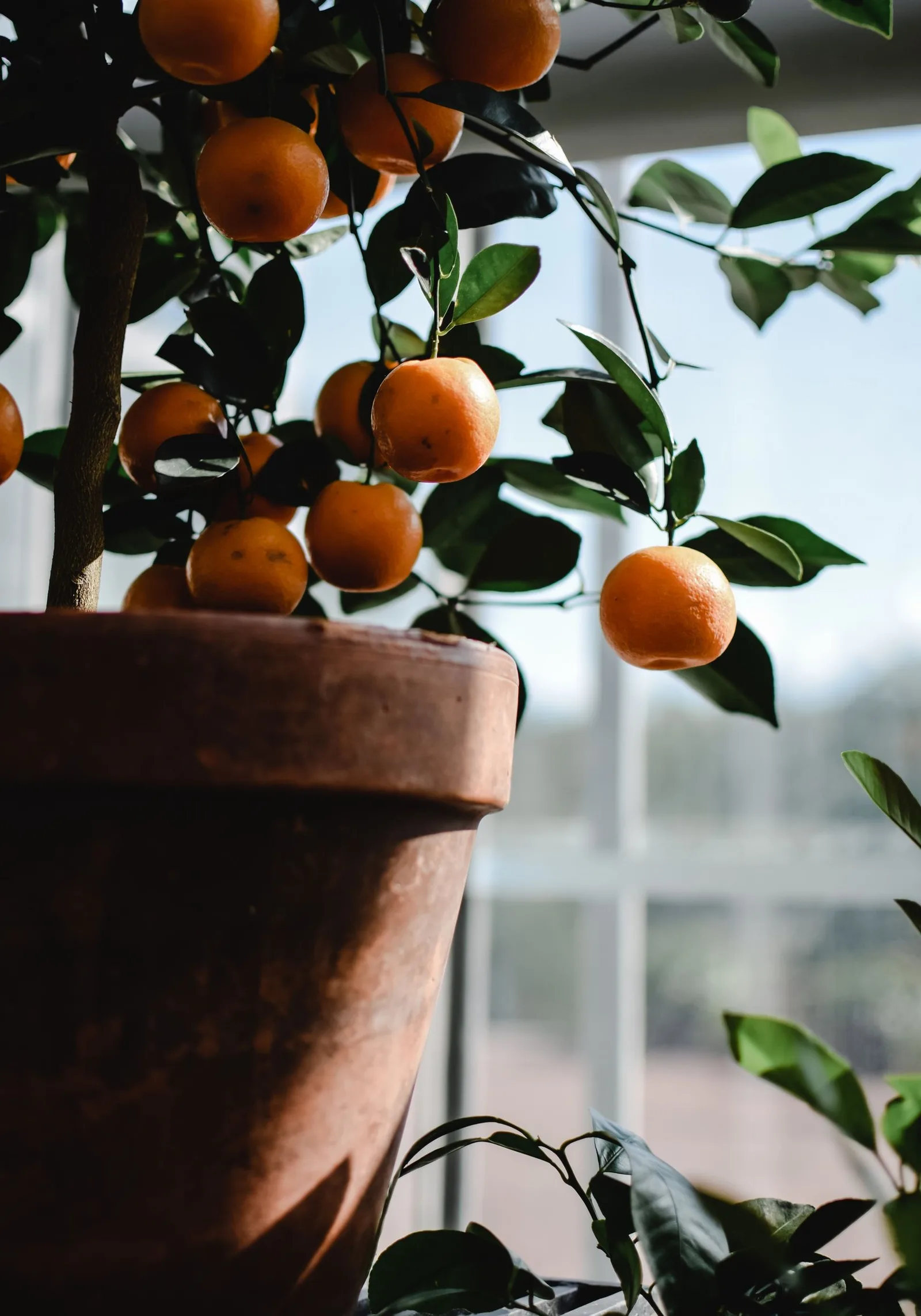 lemon tree
