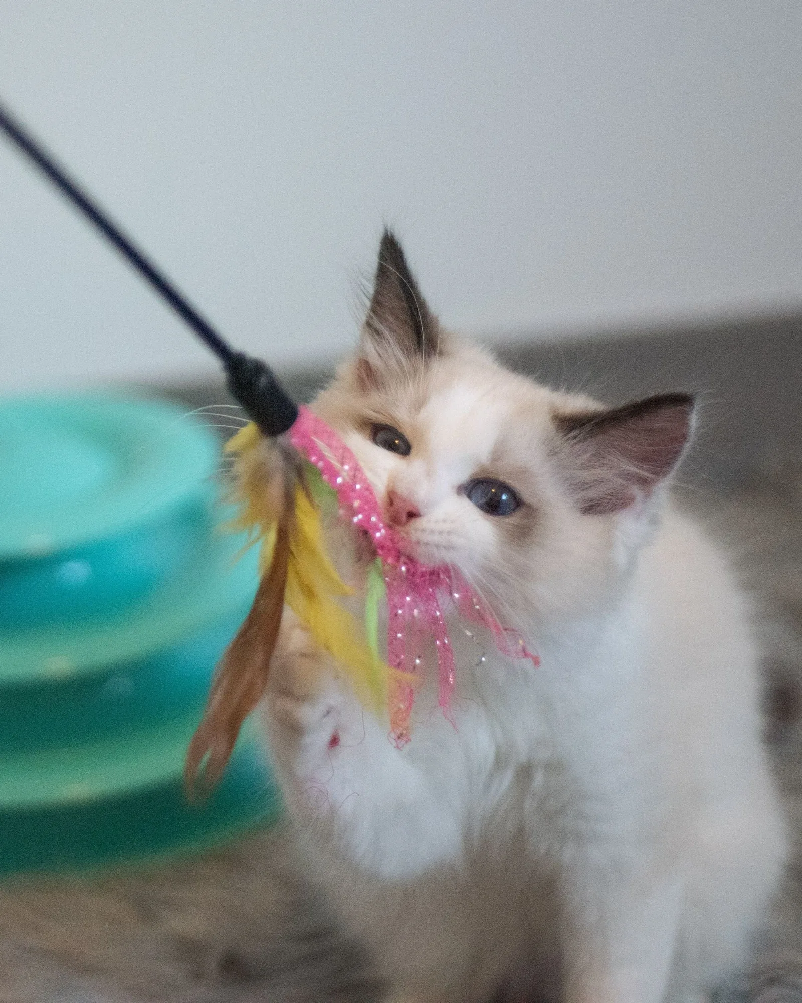 Kitten chasing a feather wand