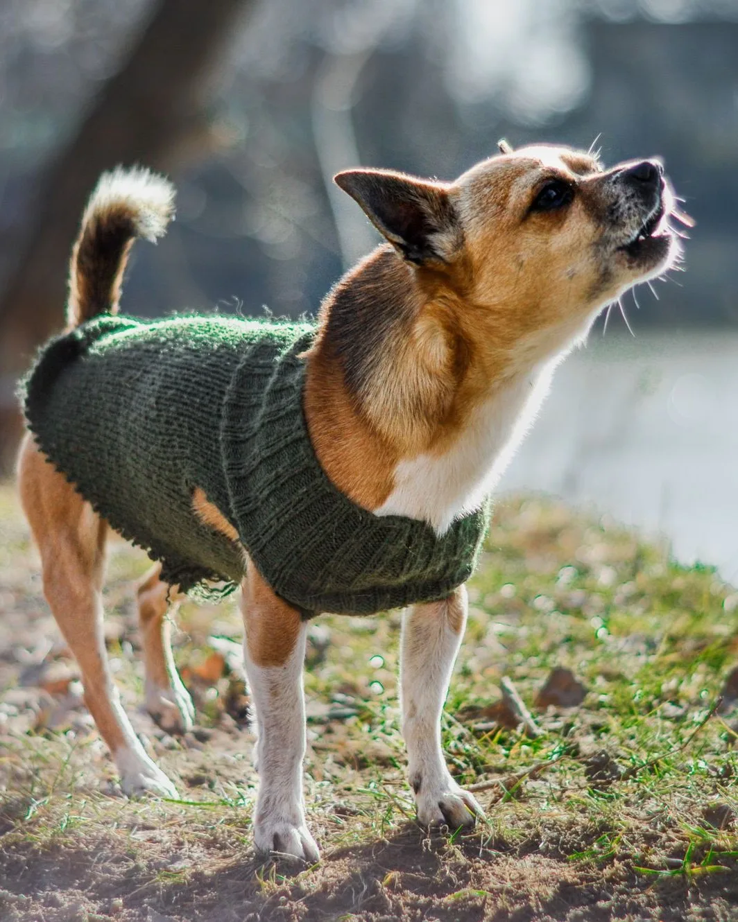 Chihuahua in a green knit jumper