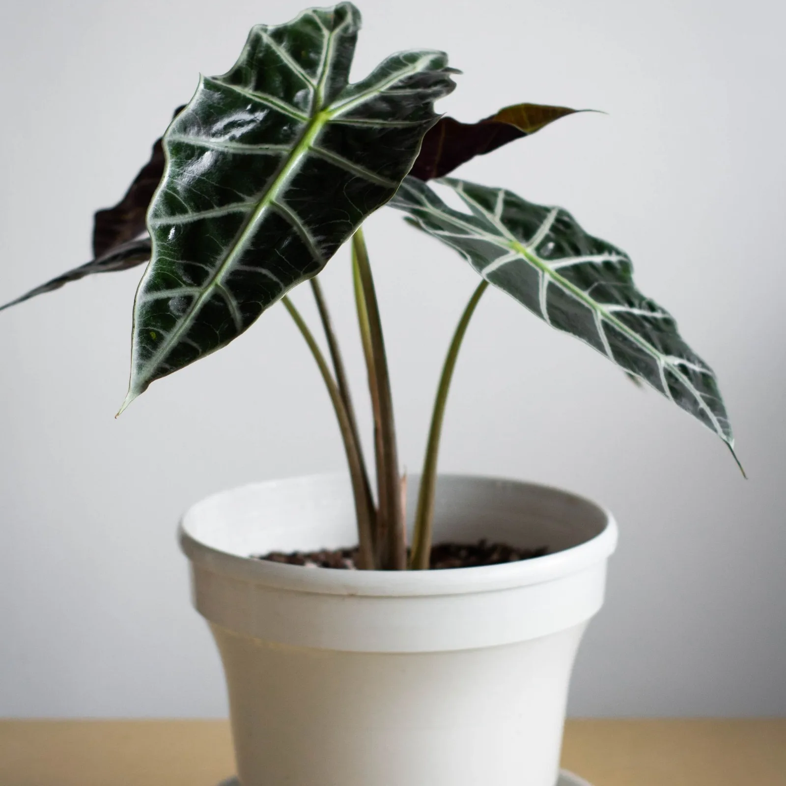 alocasia polly