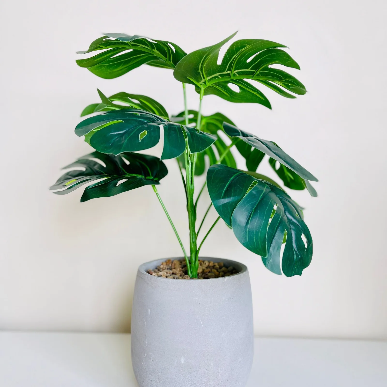 monstera deliciosa