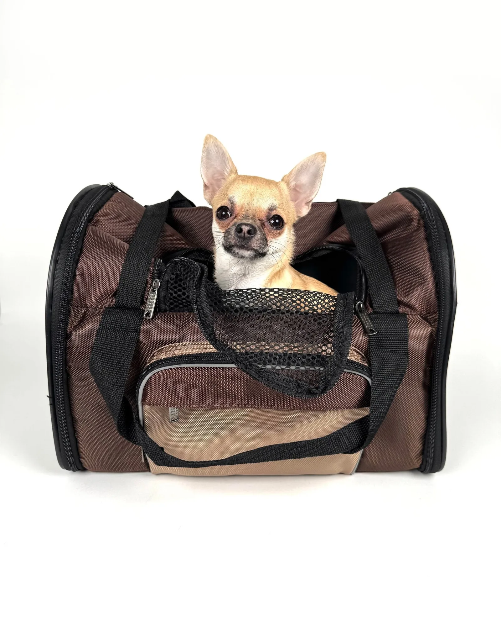 Chihuahua in a soft carrier