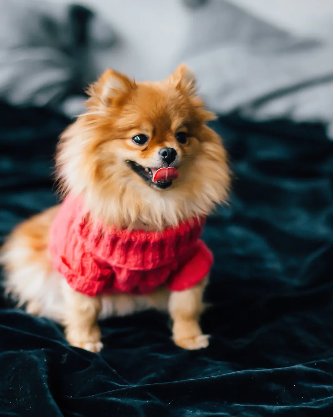 Pomeranian in a red jumper