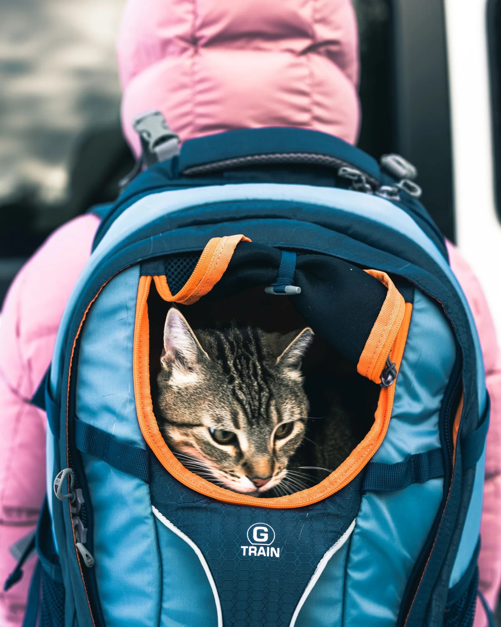 Cat looking out of a backpack carrier