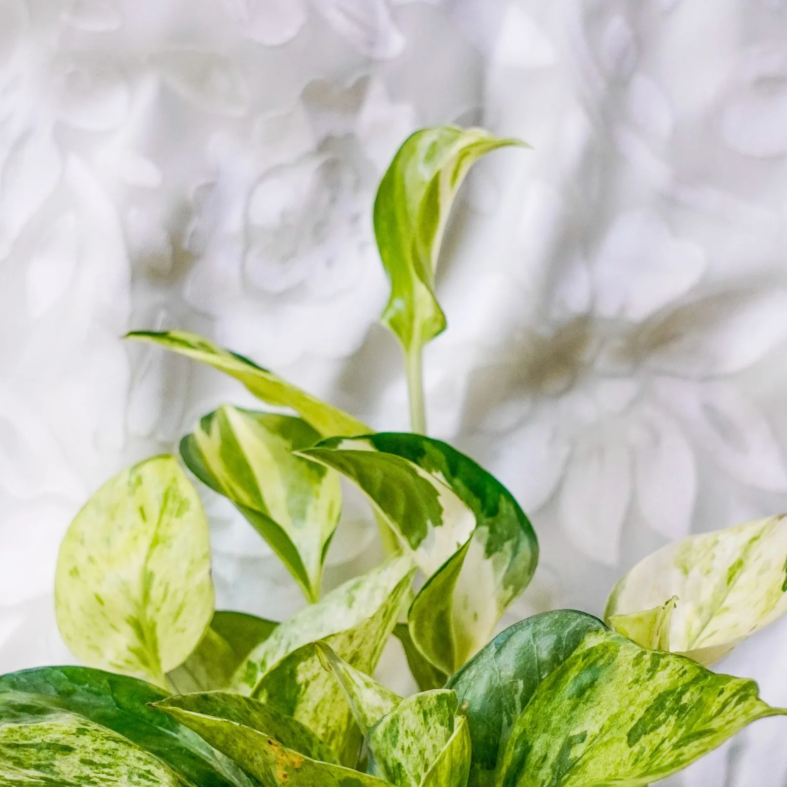 marble queen pothos