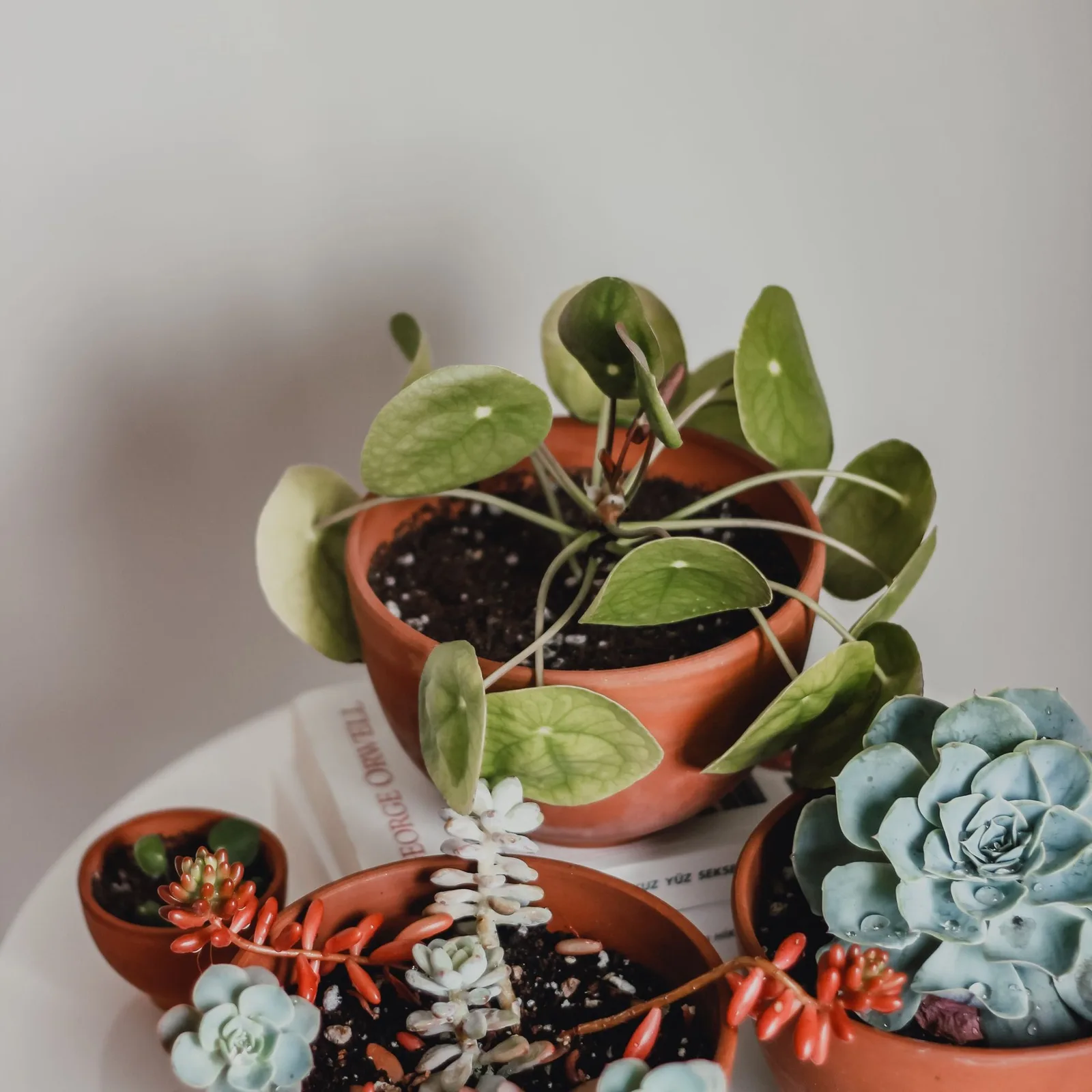Planters & pots