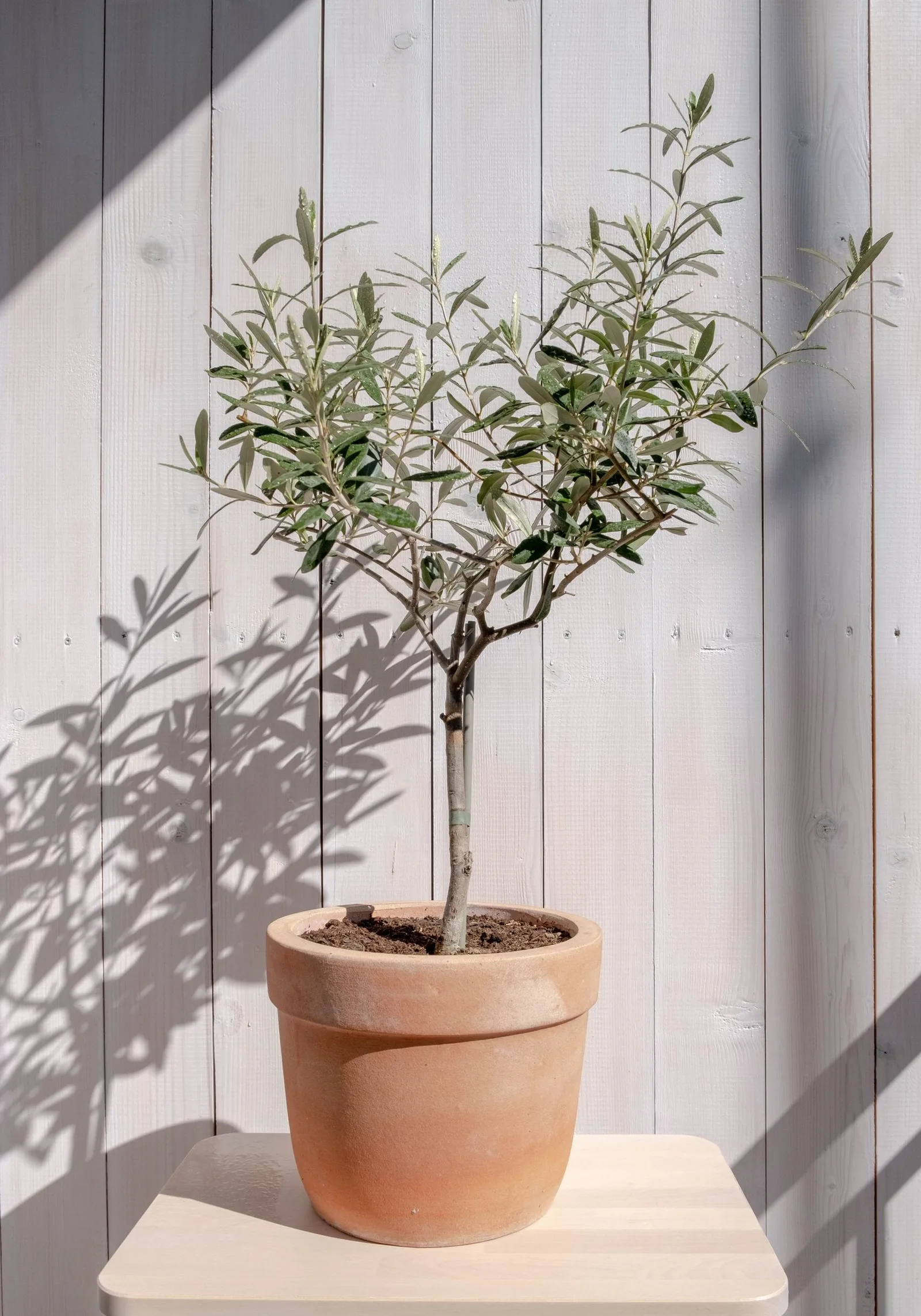 olive tree