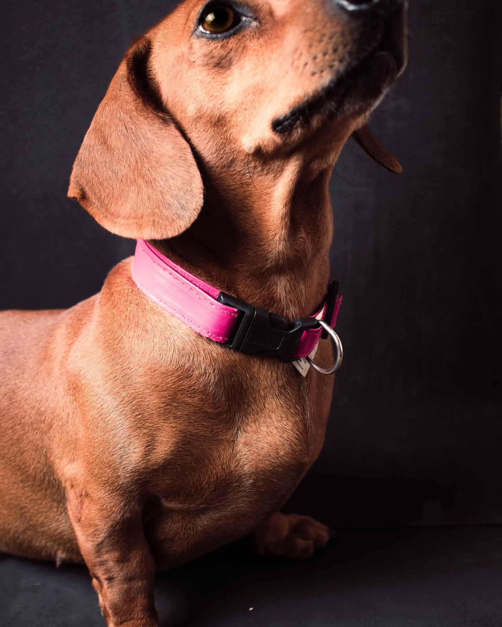 Dachshund in a pink collar