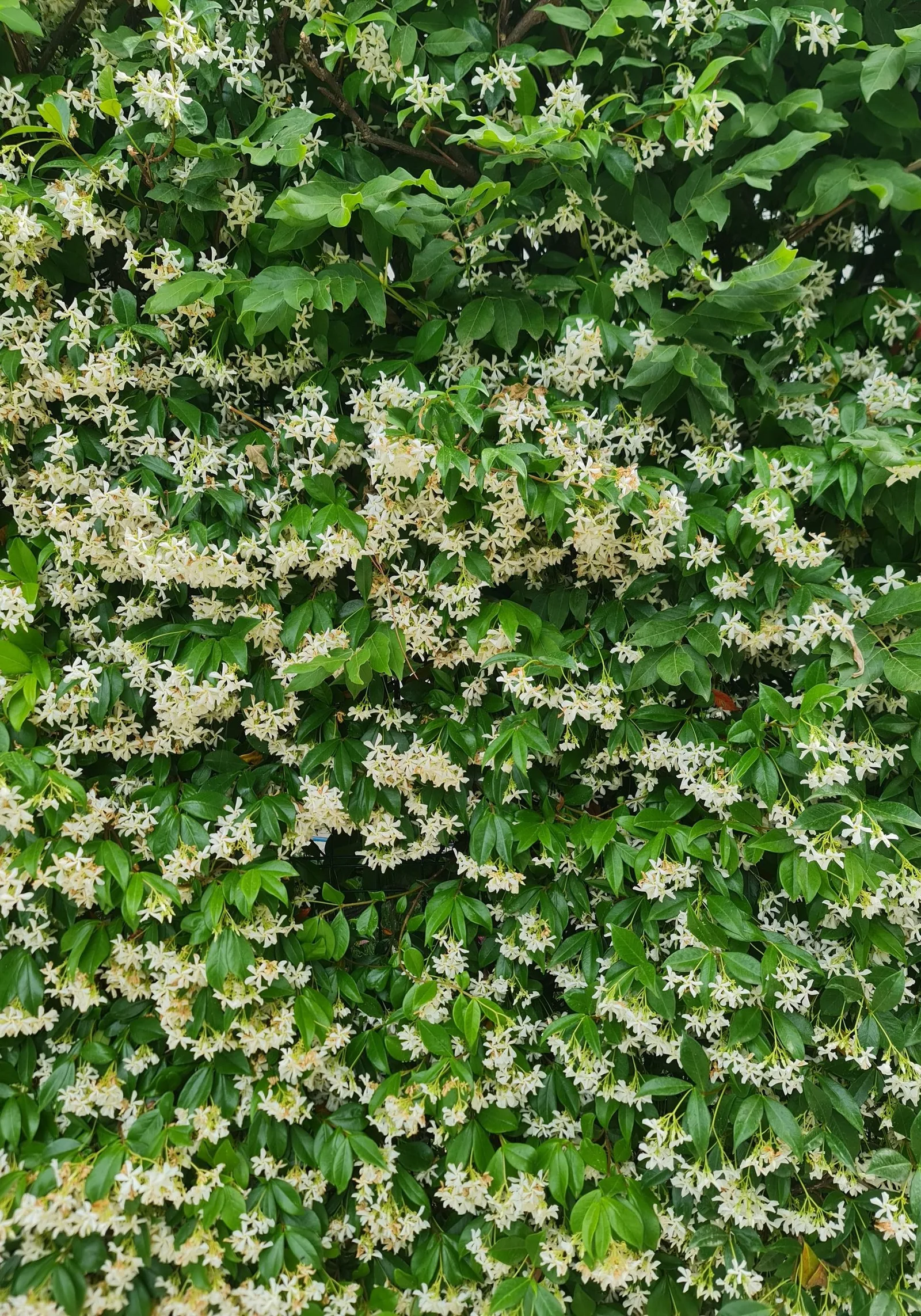 jasmine