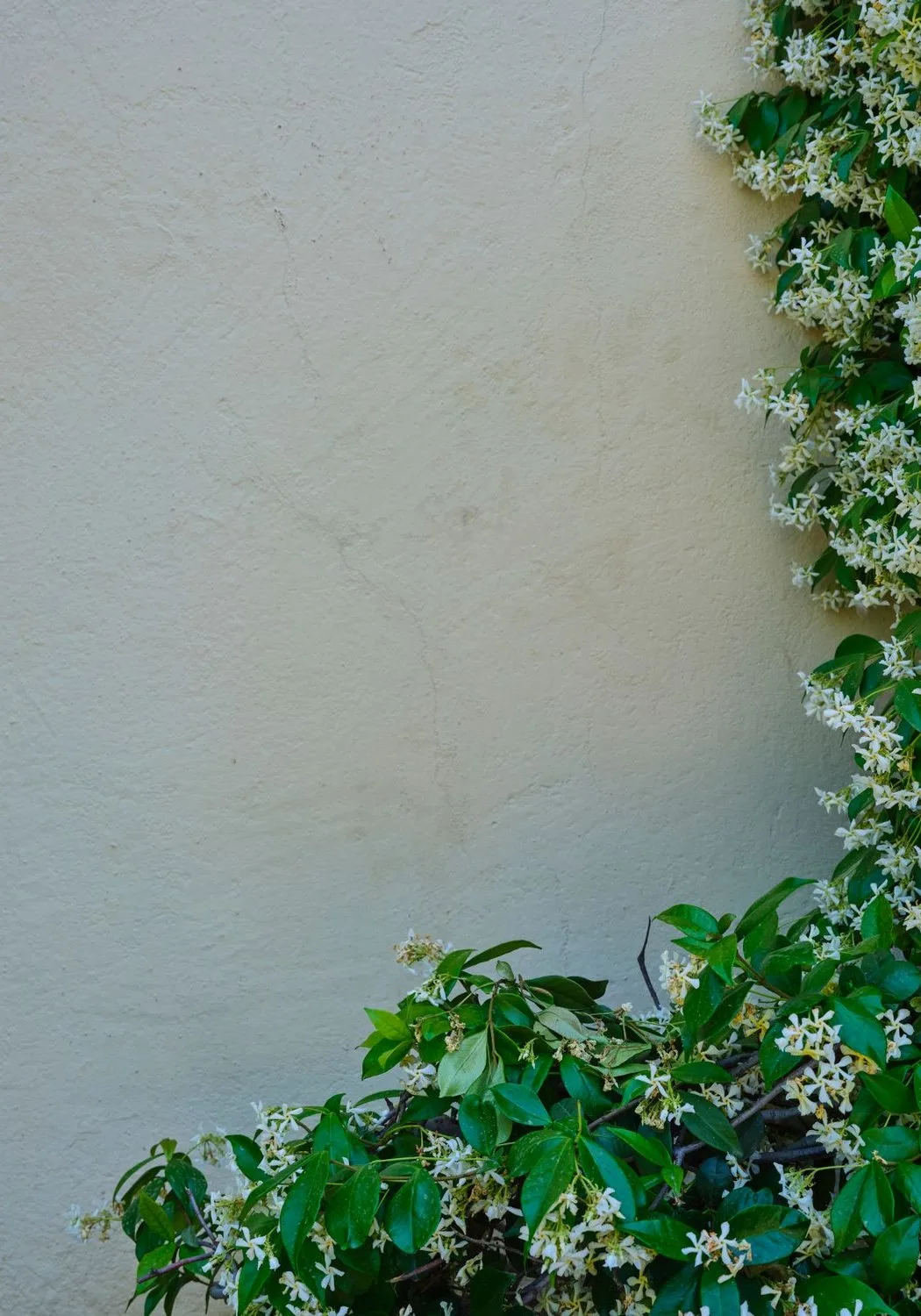 jasmine