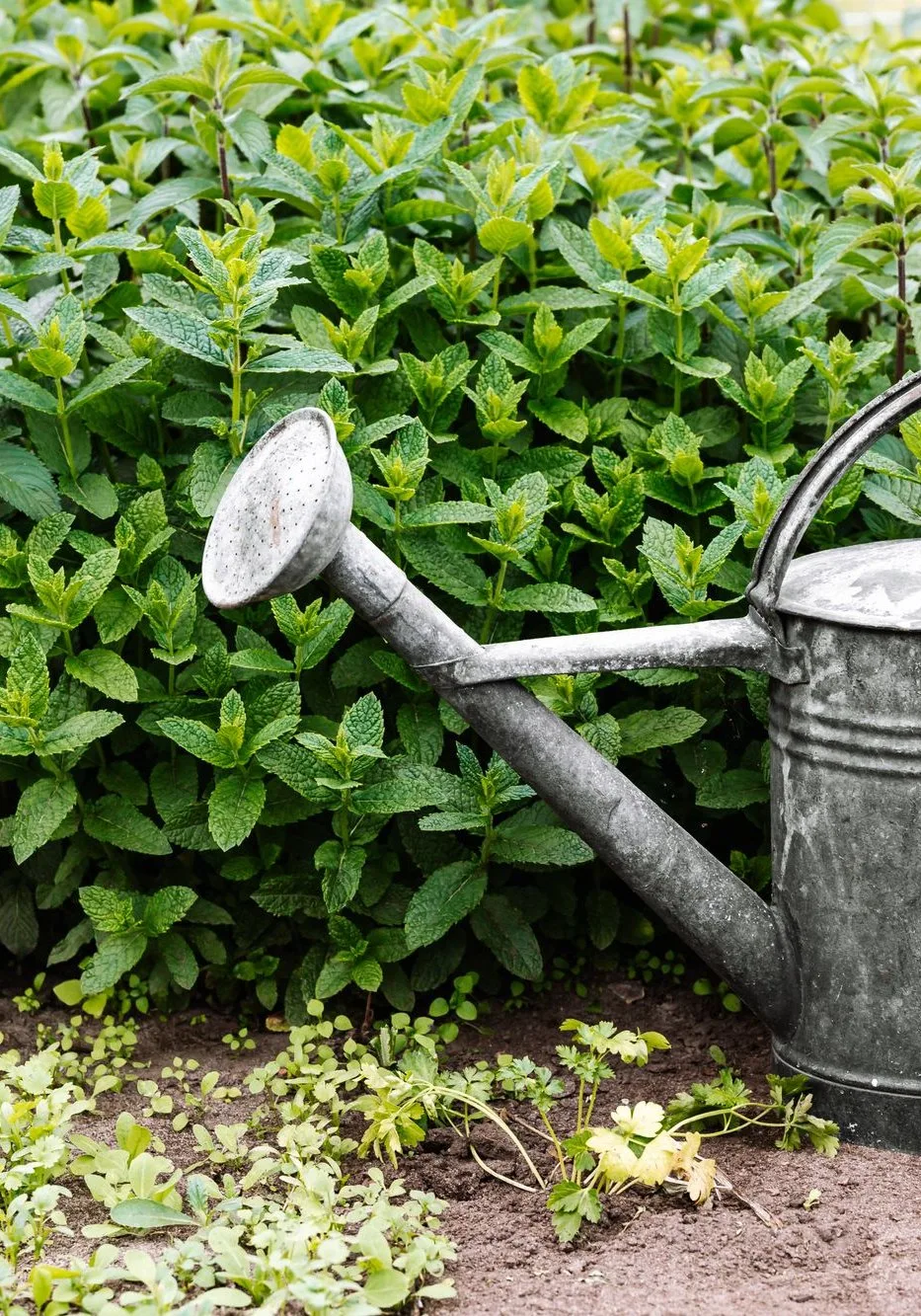 watering can