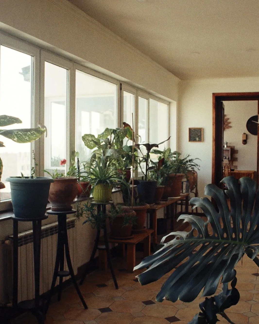 We believe every home deserves something green and thriving.
