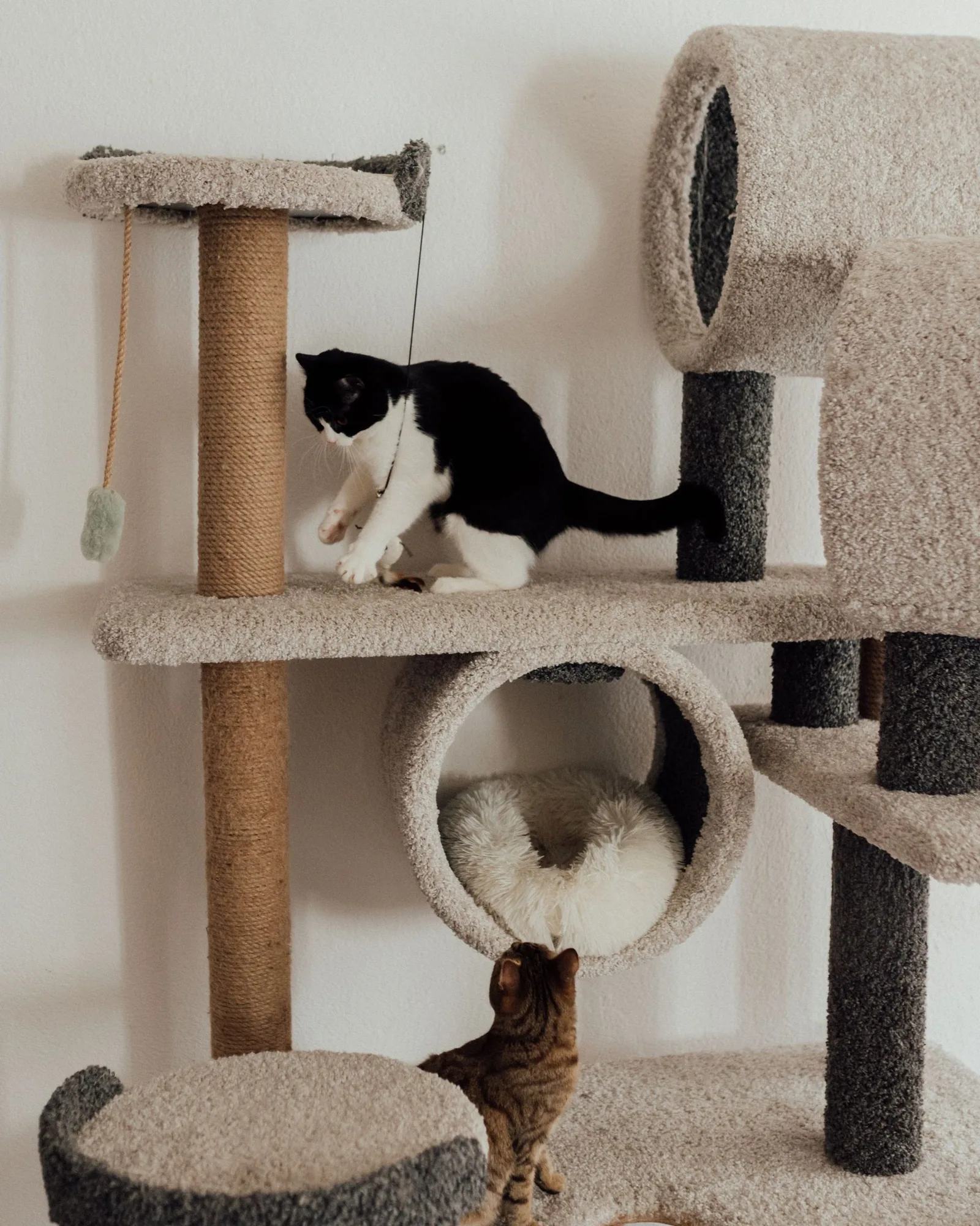 Two cats on the tower