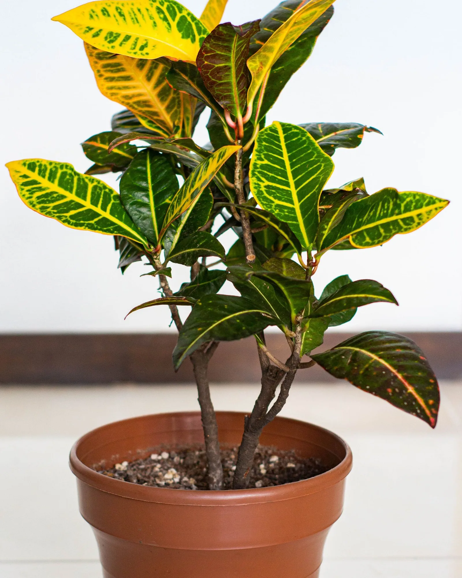 Foliage plants