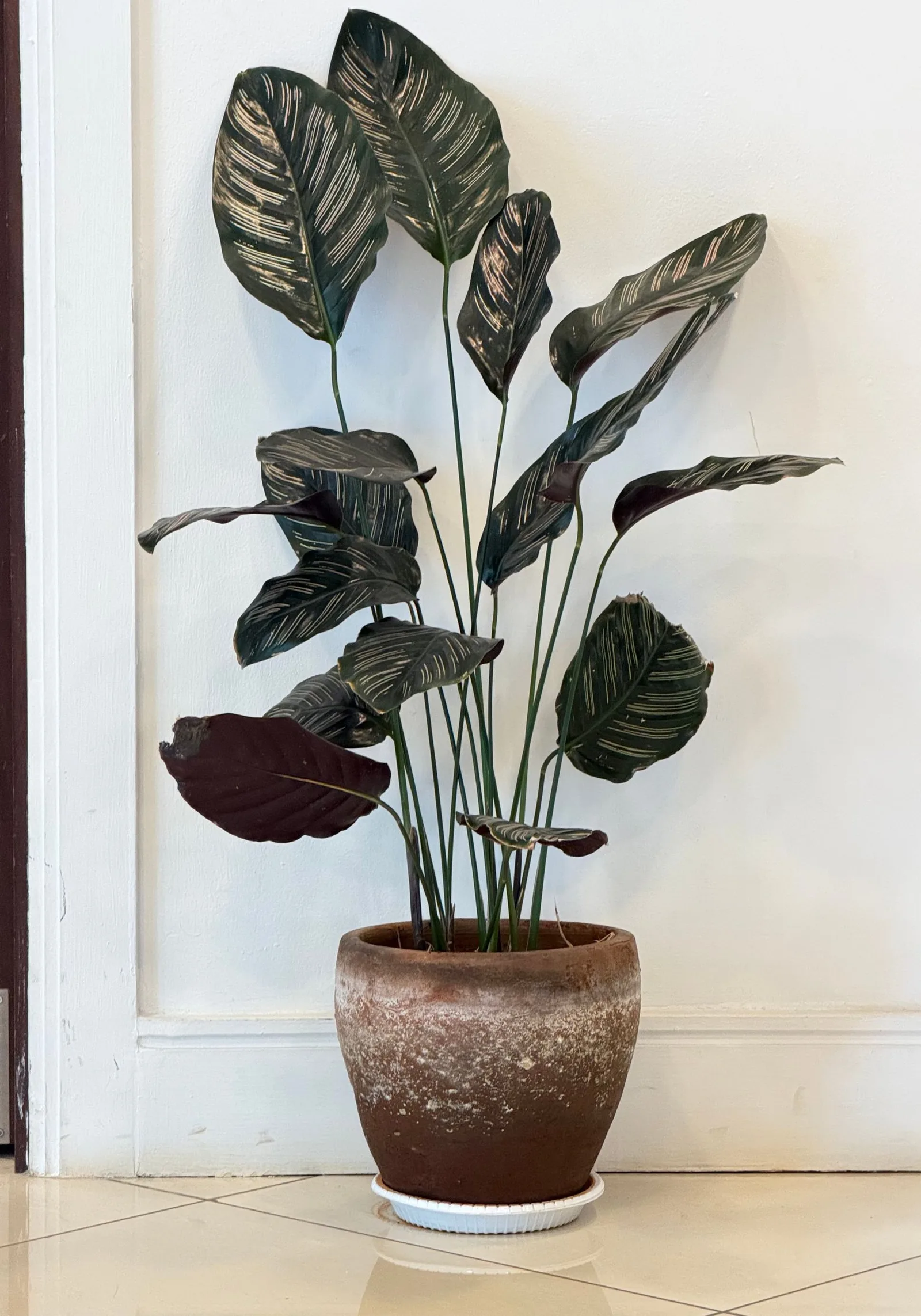 calathea
