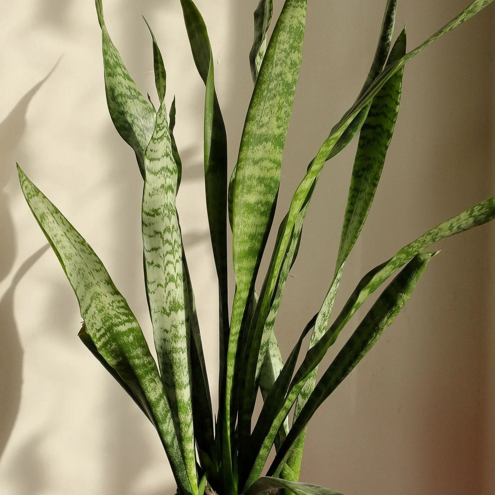 snake plant