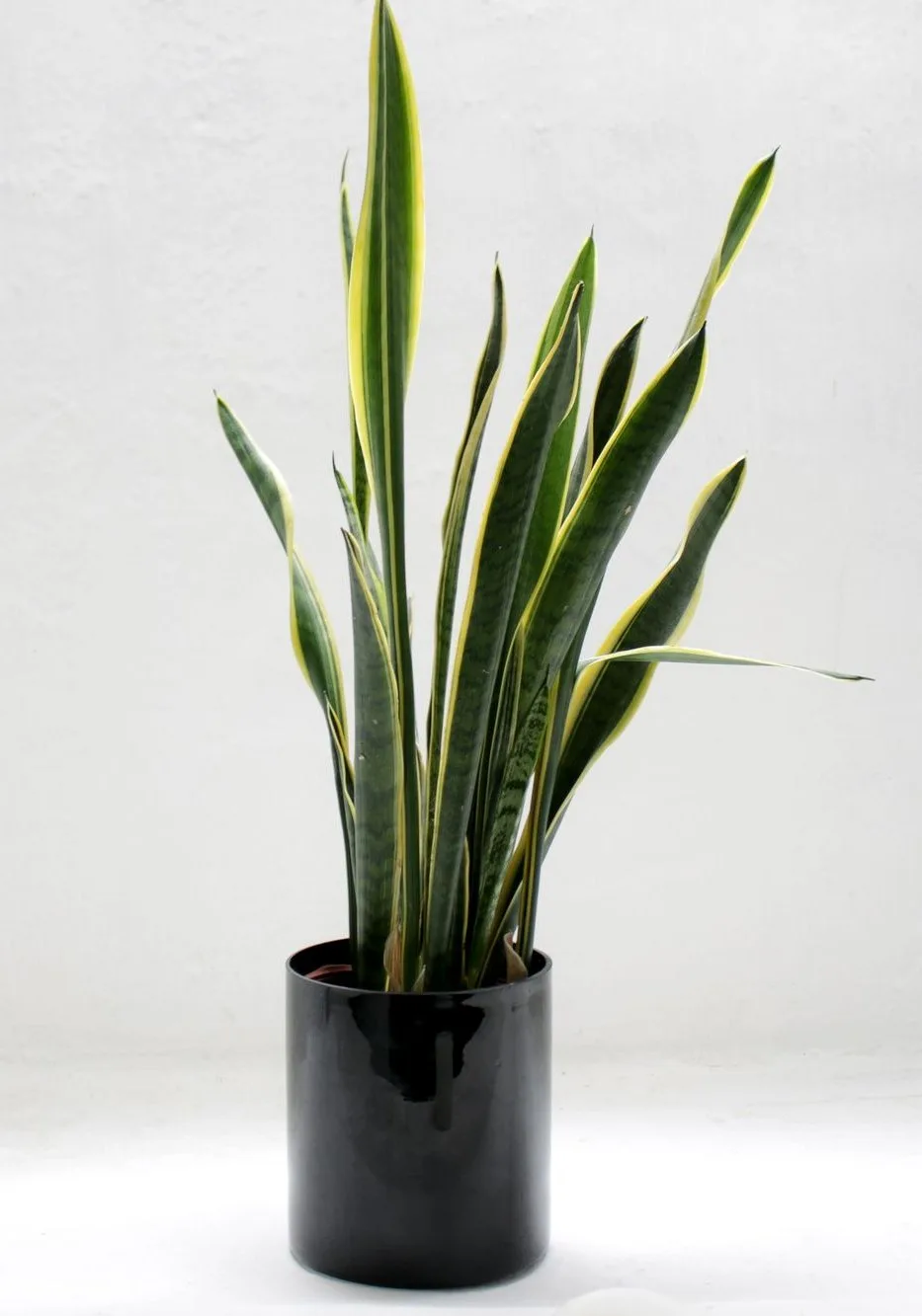 snake plant