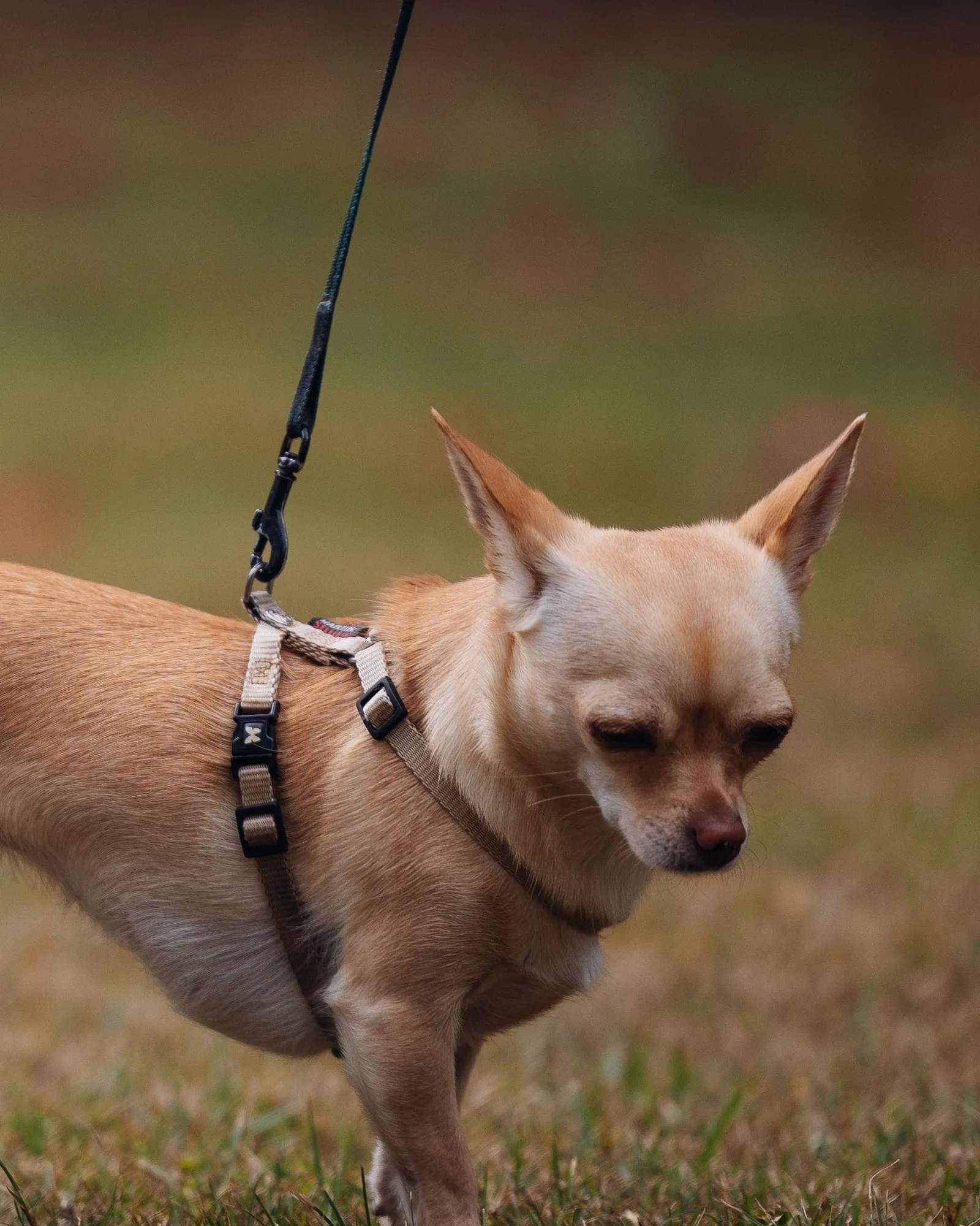Chihuahua in a harness on grass
