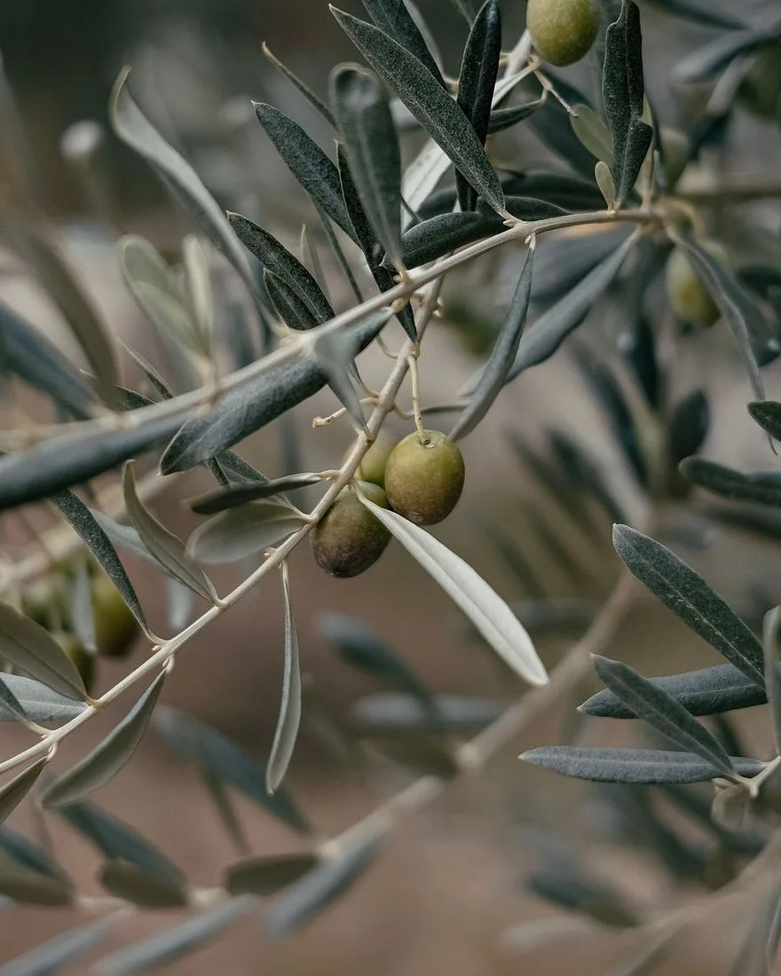 Olive groves we buy from