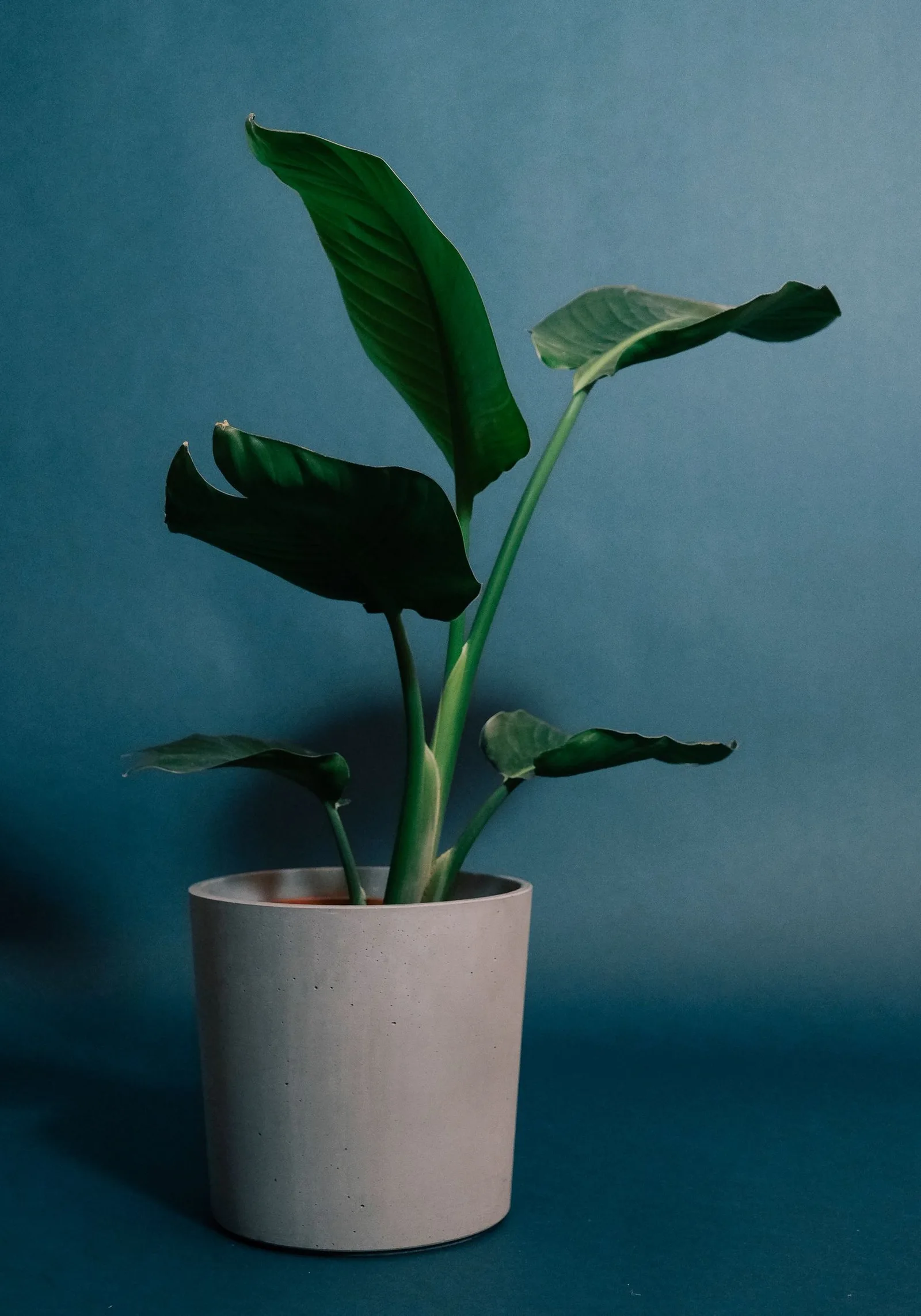 bird of paradise