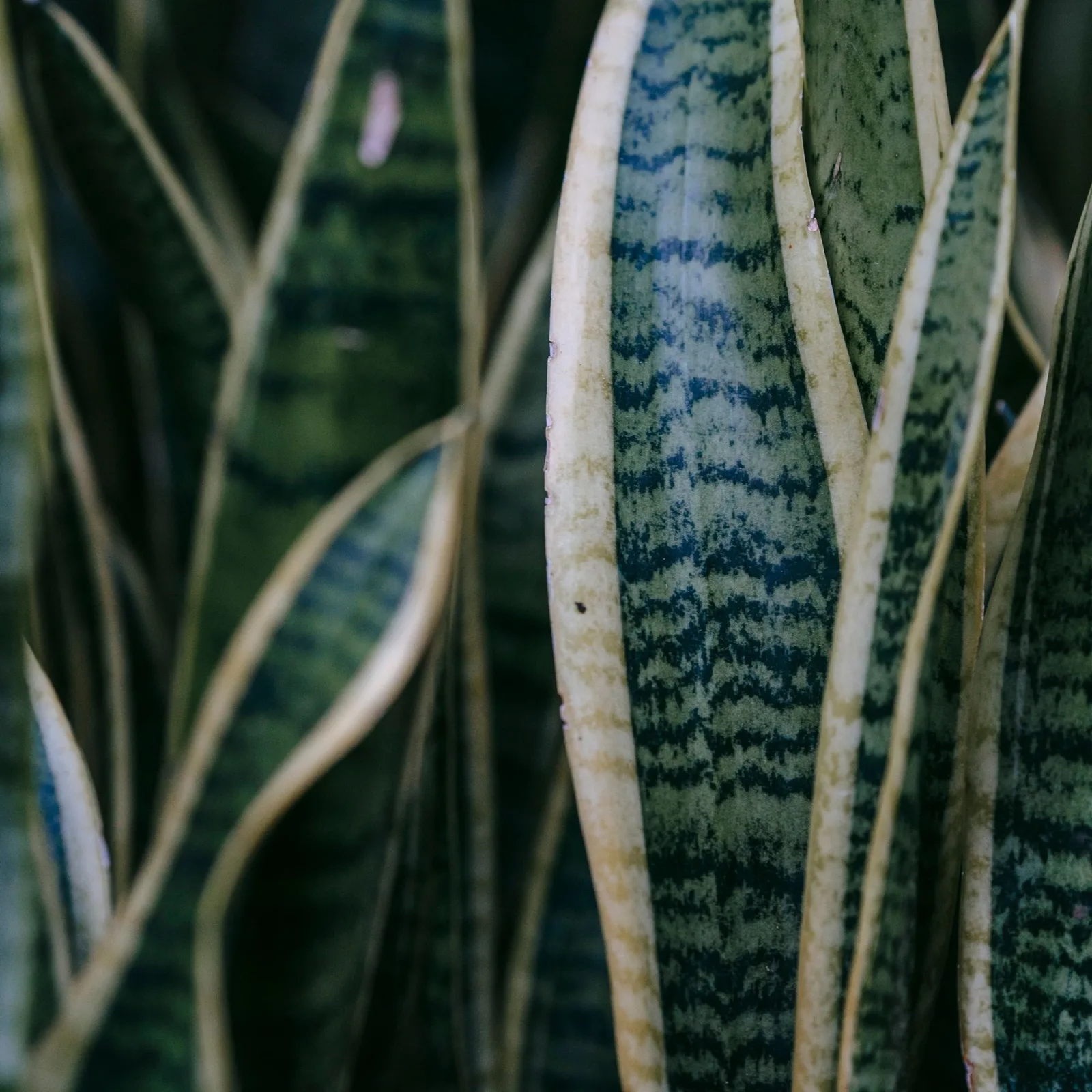 snake plant